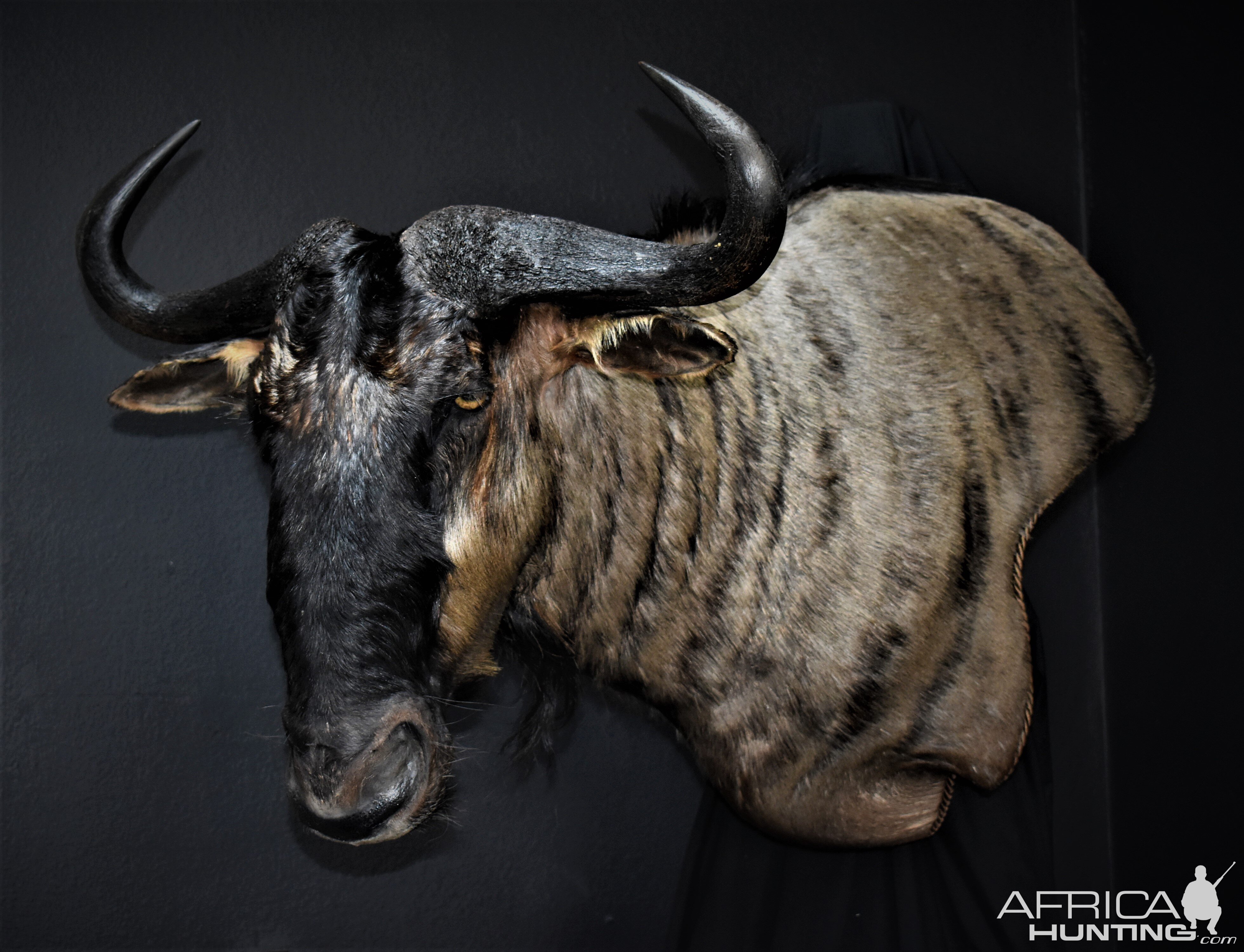 Blue Wildebeest Shoulder Mount Wall Pedestal Taxidermy