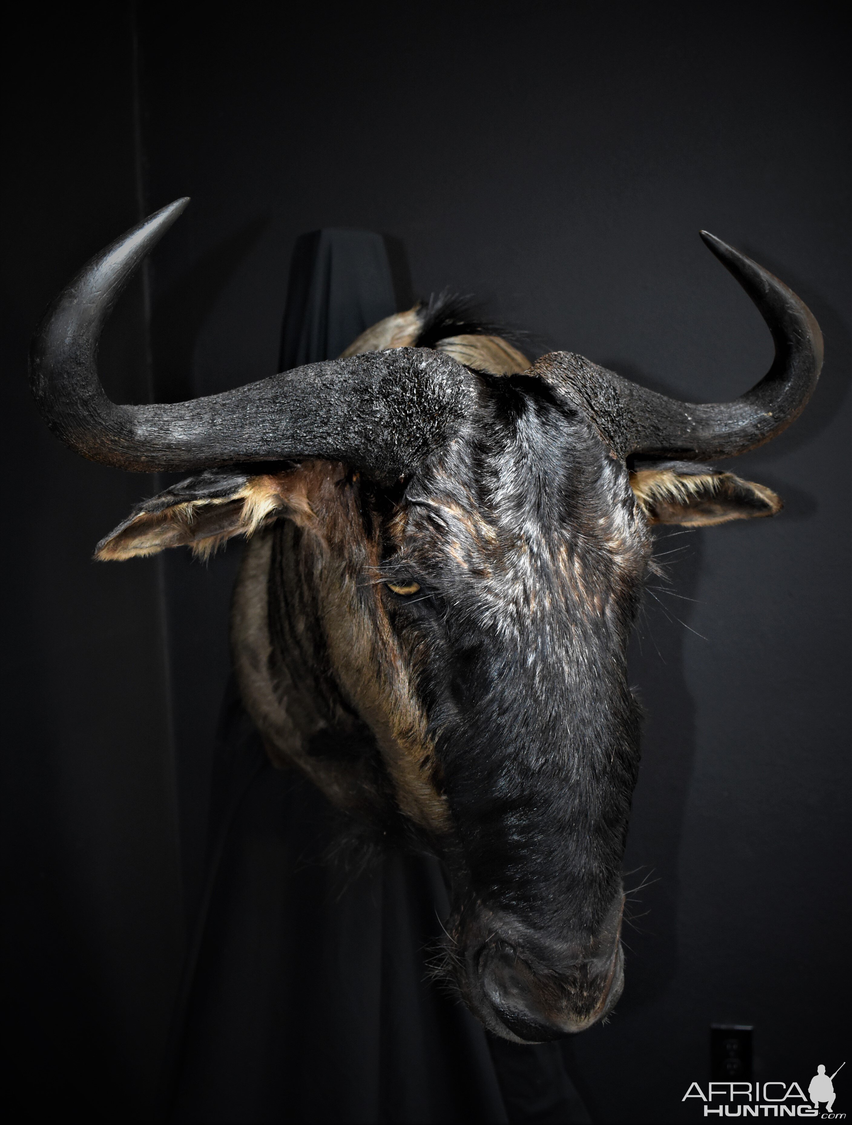 Blue Wildebeest Shoulder Mount Wall Pedestal Taxidermy