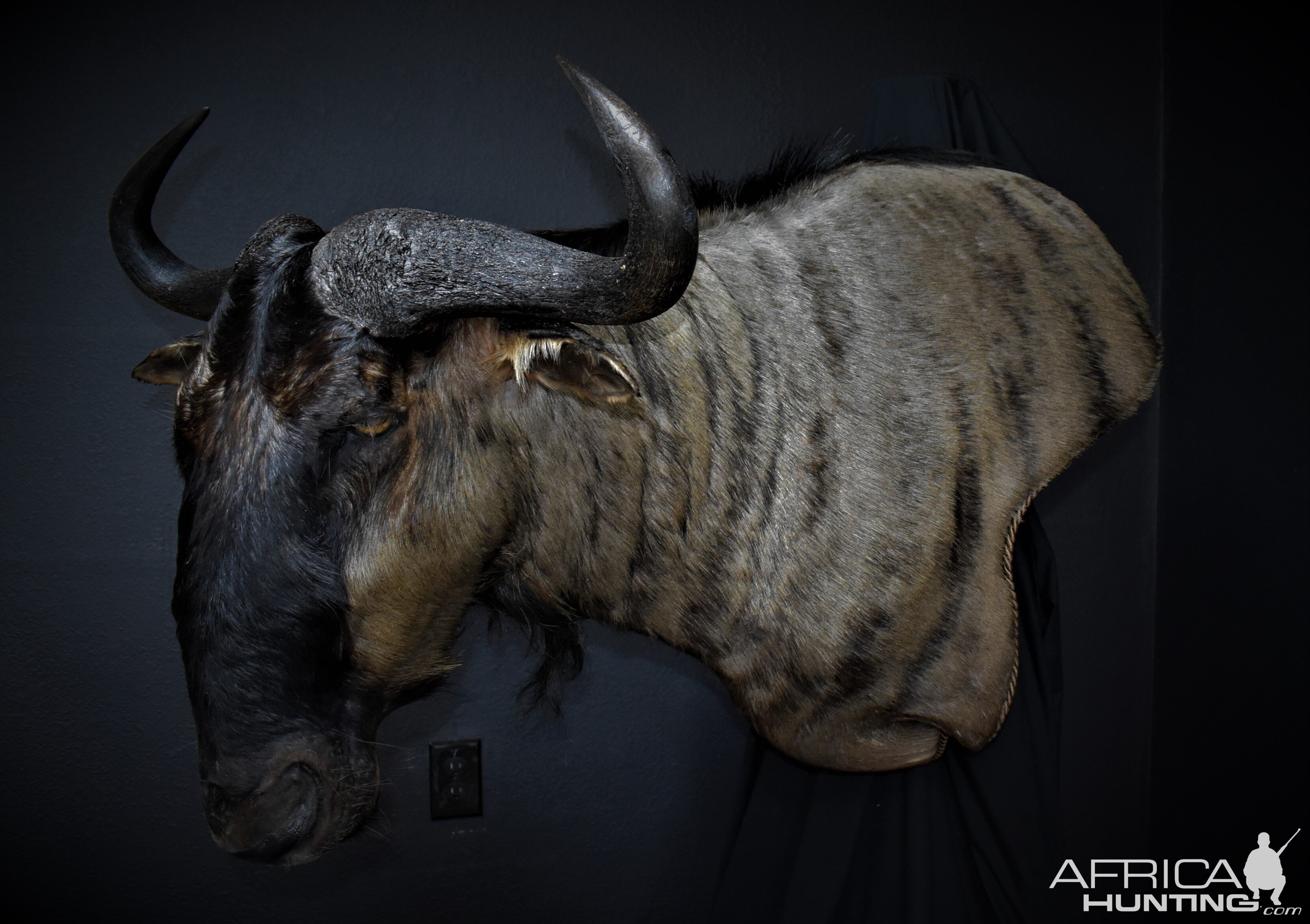 Blue Wildebeest Shoulder Mount Wall Pedestal Taxidermy