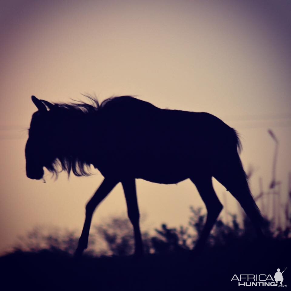 Blue Wildebeest silhouette South Africa