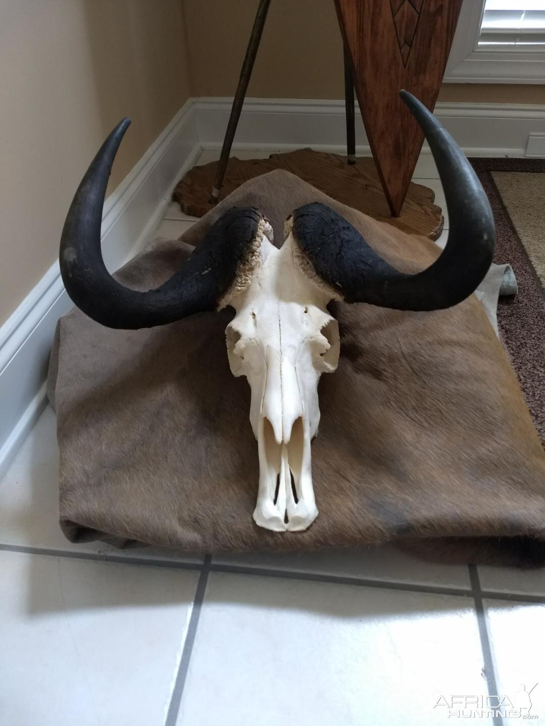 Blue Wildebeest Skull Mount Taxidermy