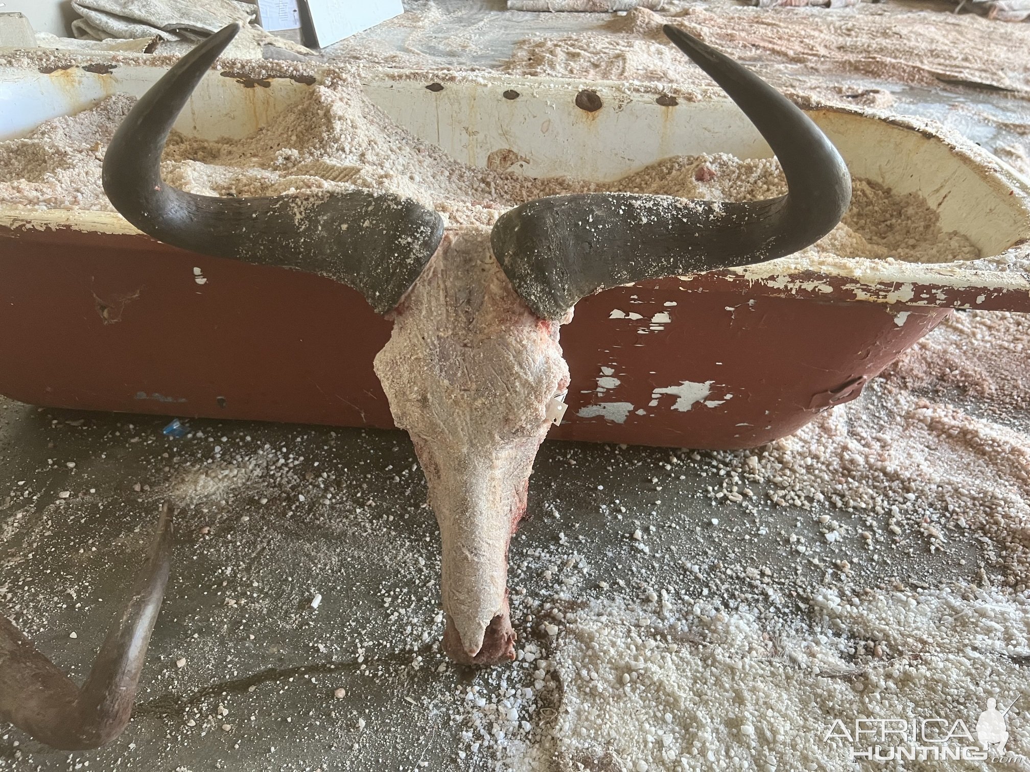 Blue Wildebeest Skull