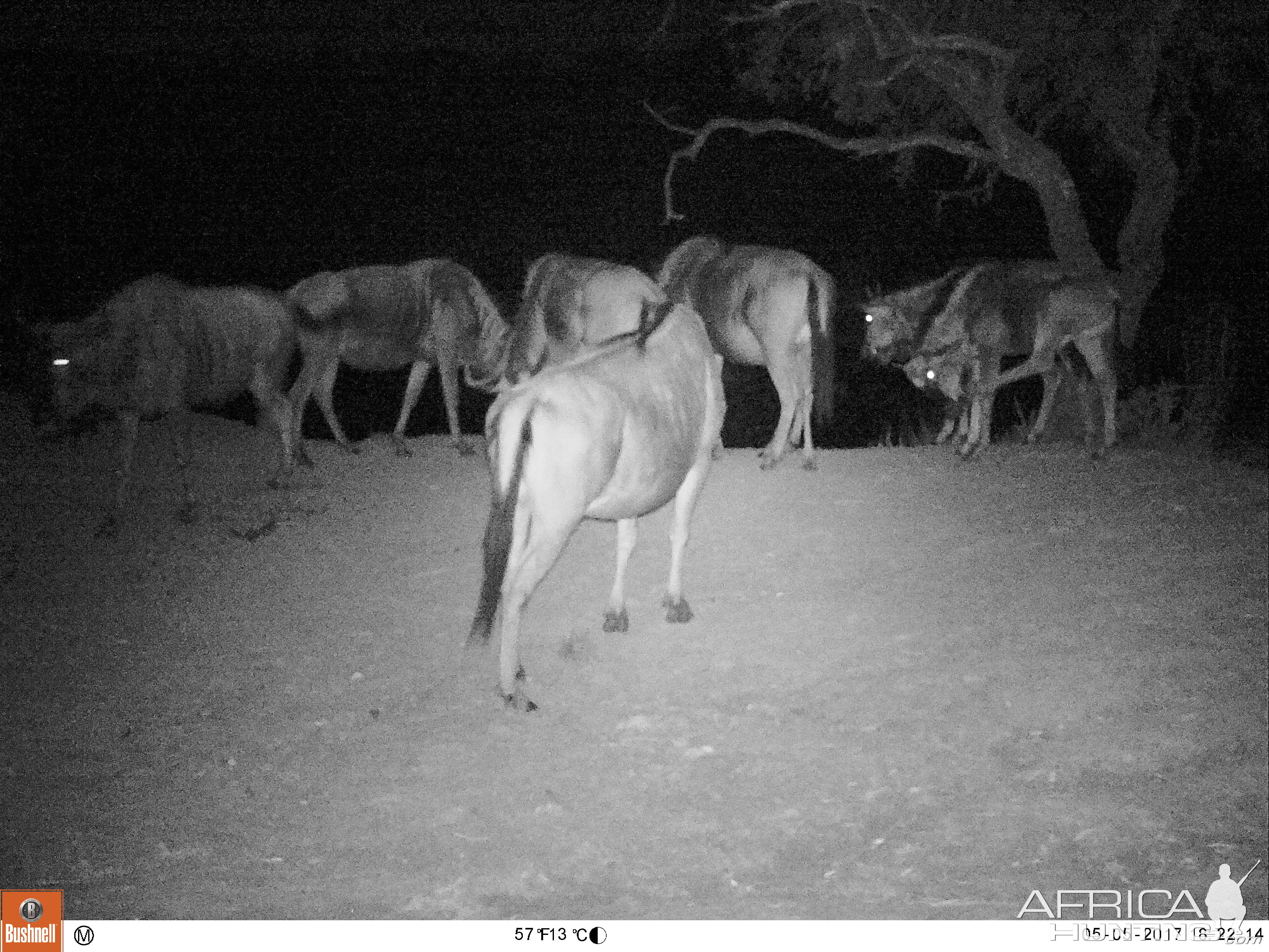 Blue Wildebeest South Africa Trail Cam