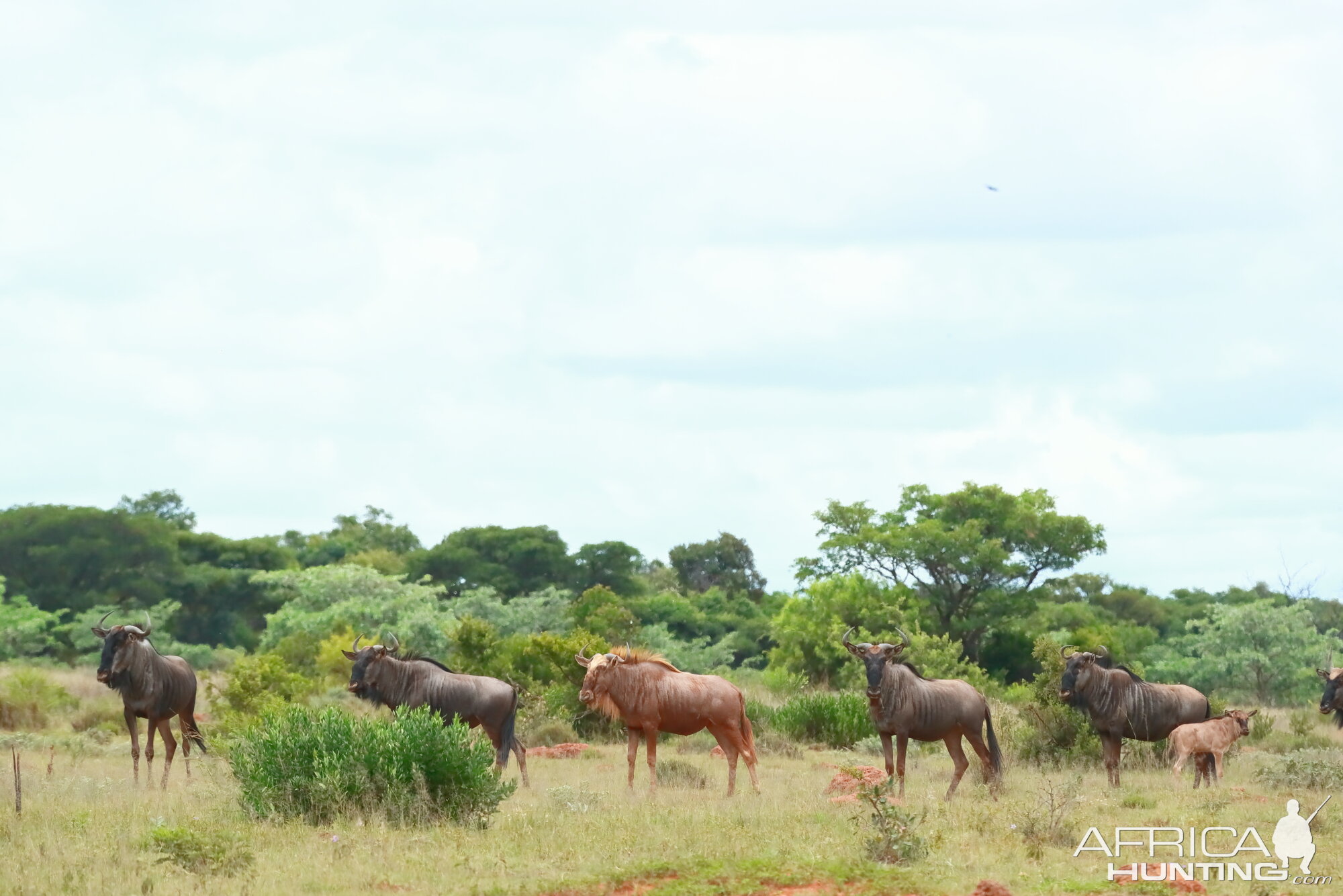 Blue Wildebeest South Africa