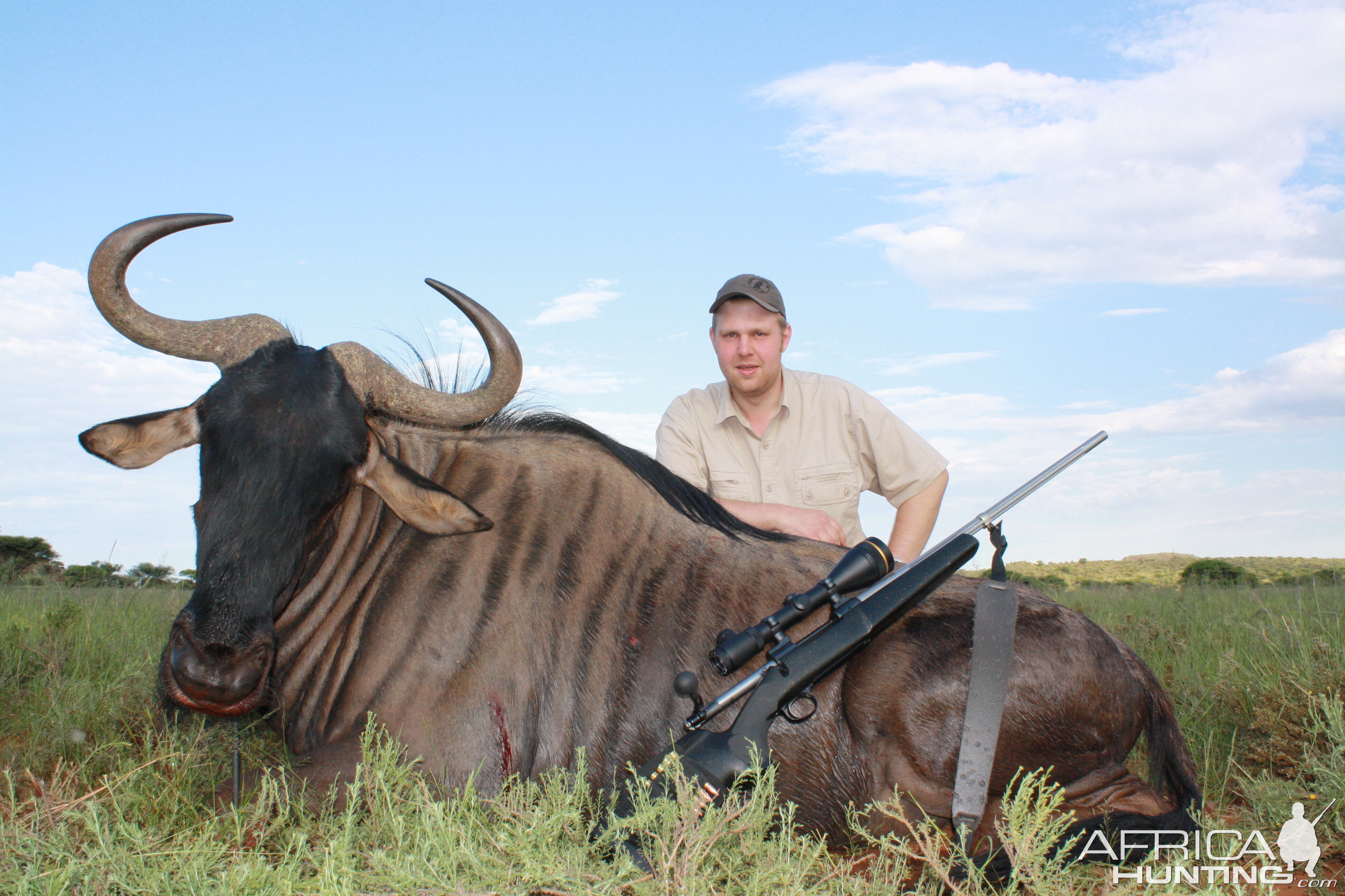 Blue Wildebeest, South Africa