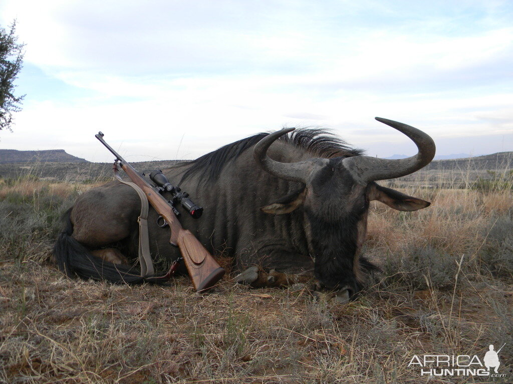 Blue Wildebeest South Africa