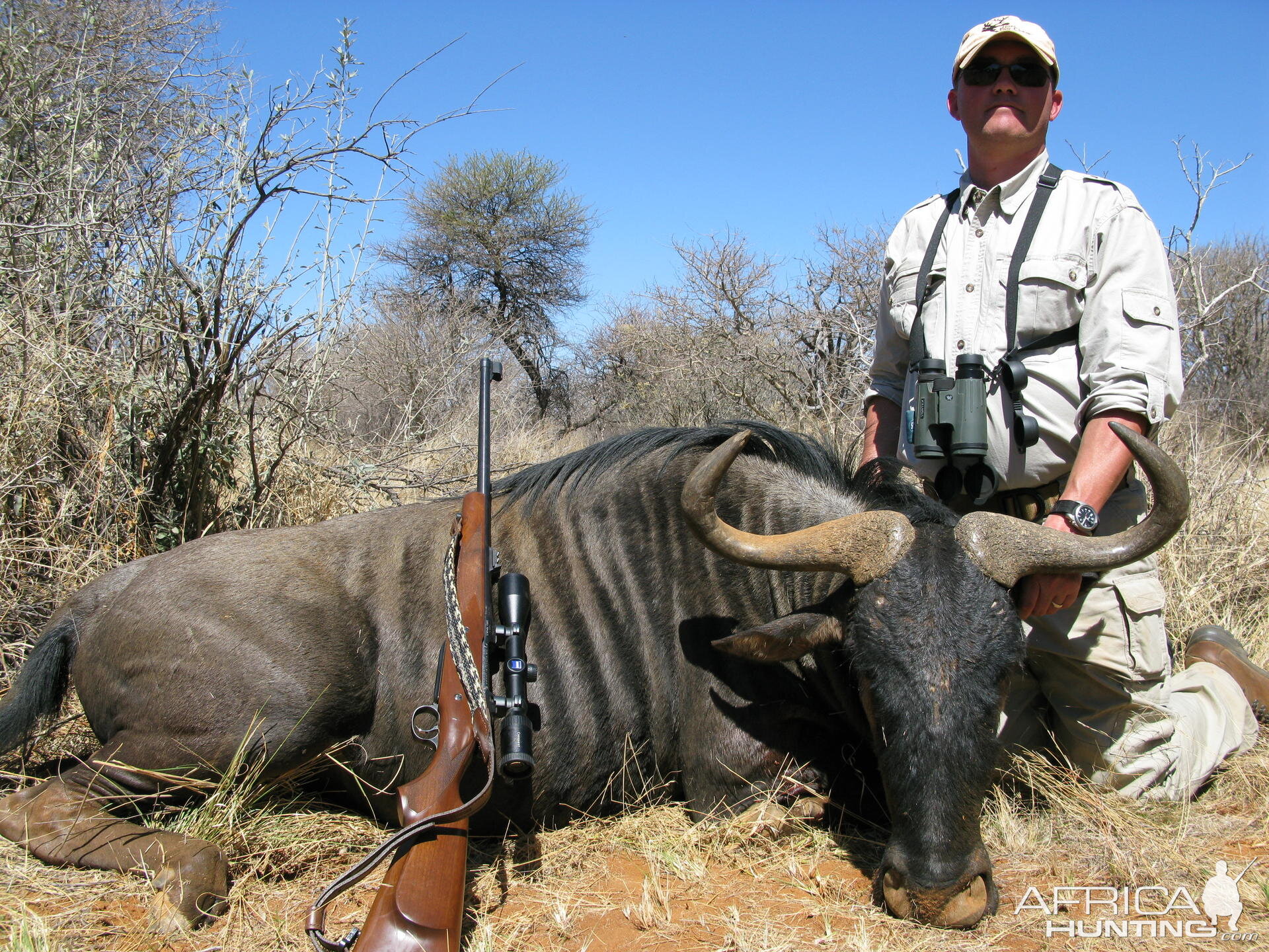 Blue Wildebeest South Africa