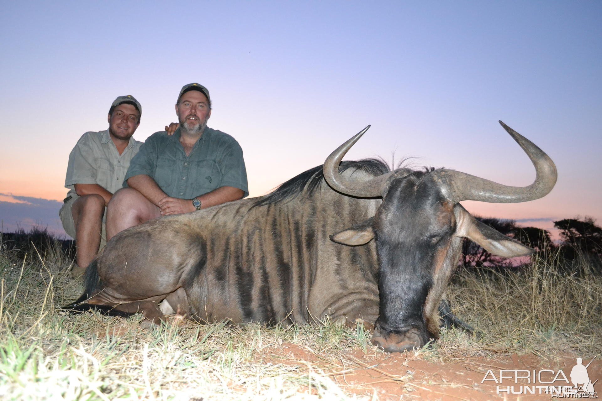 Blue Wildebeest South Africa