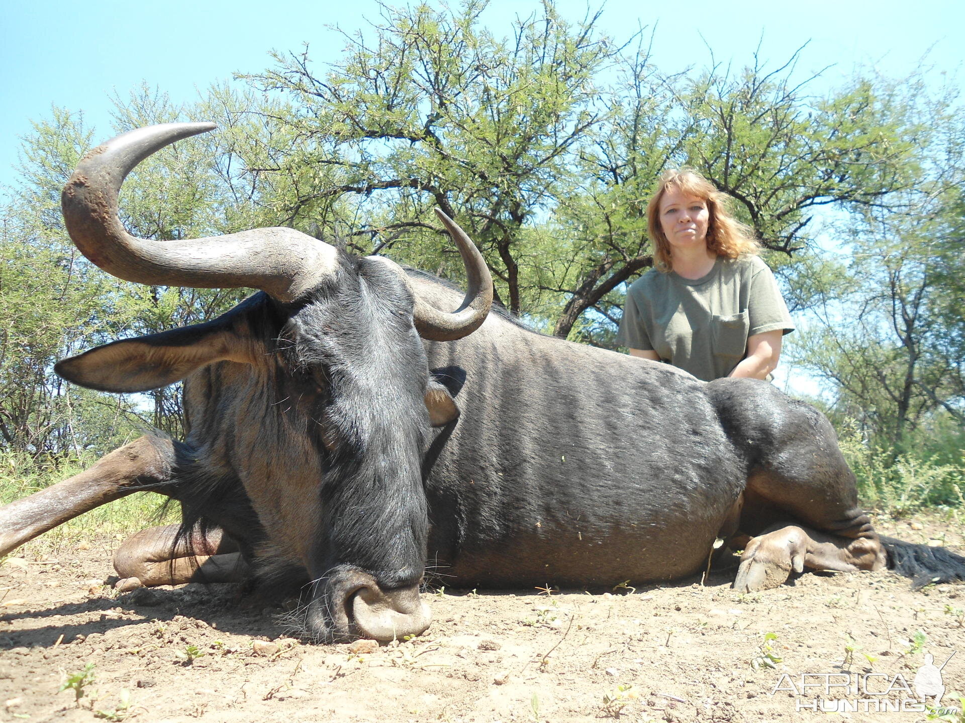 Blue Wildebeest South Africa