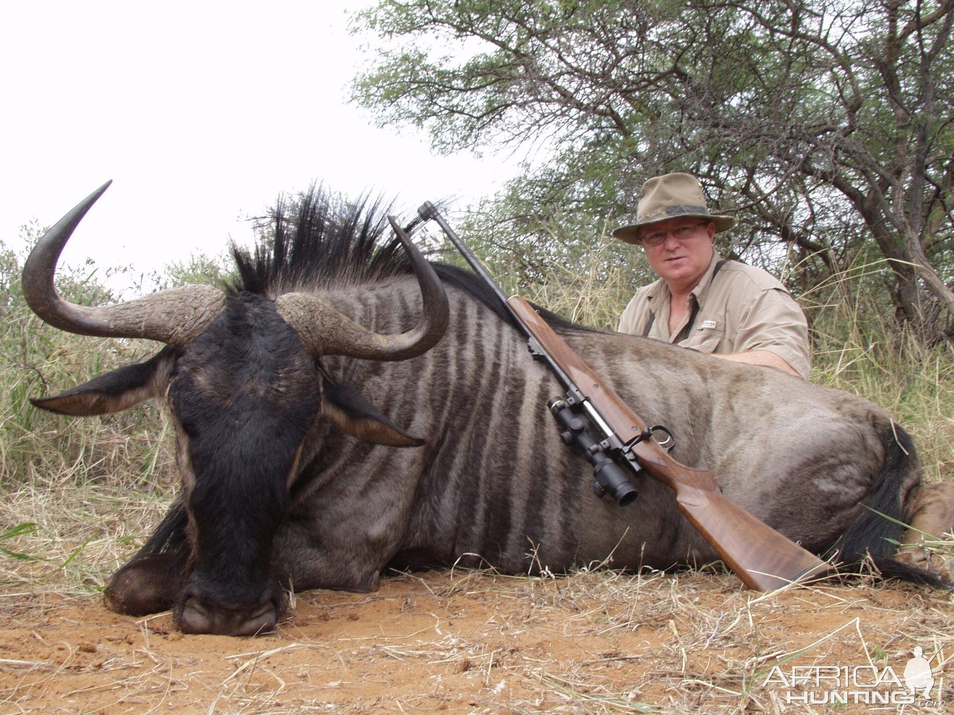 Blue Wildebeest South Africa