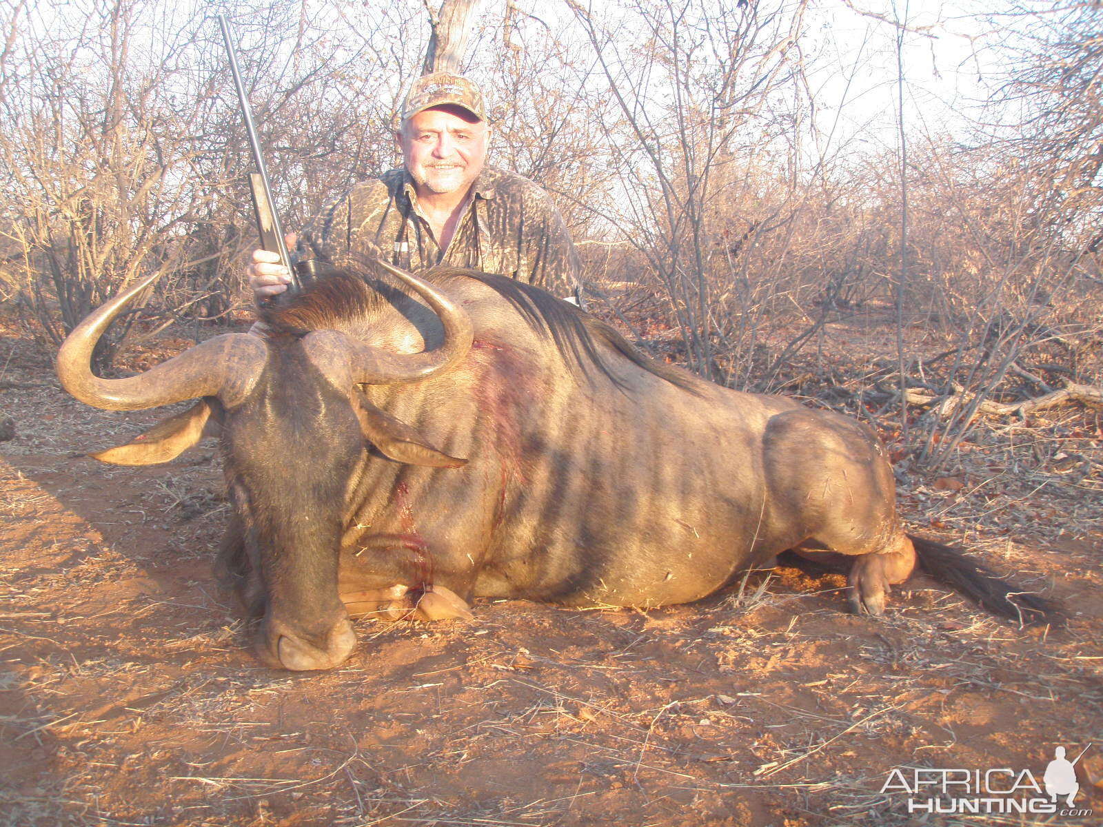 Blue Wildebeest - South Africa