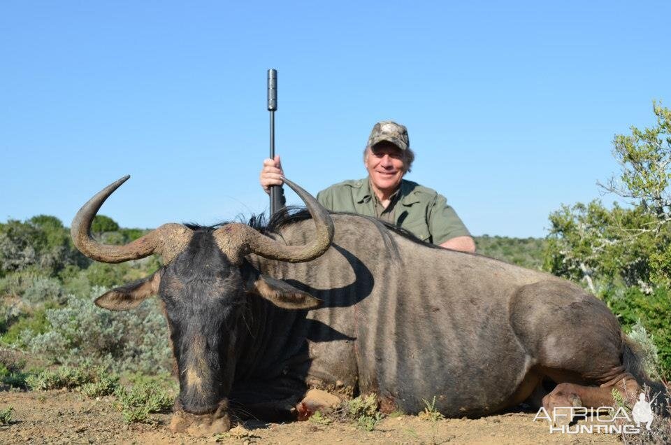 Blue Wildebeest South Africa