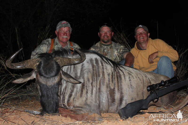 Blue Wildebeest South Africa