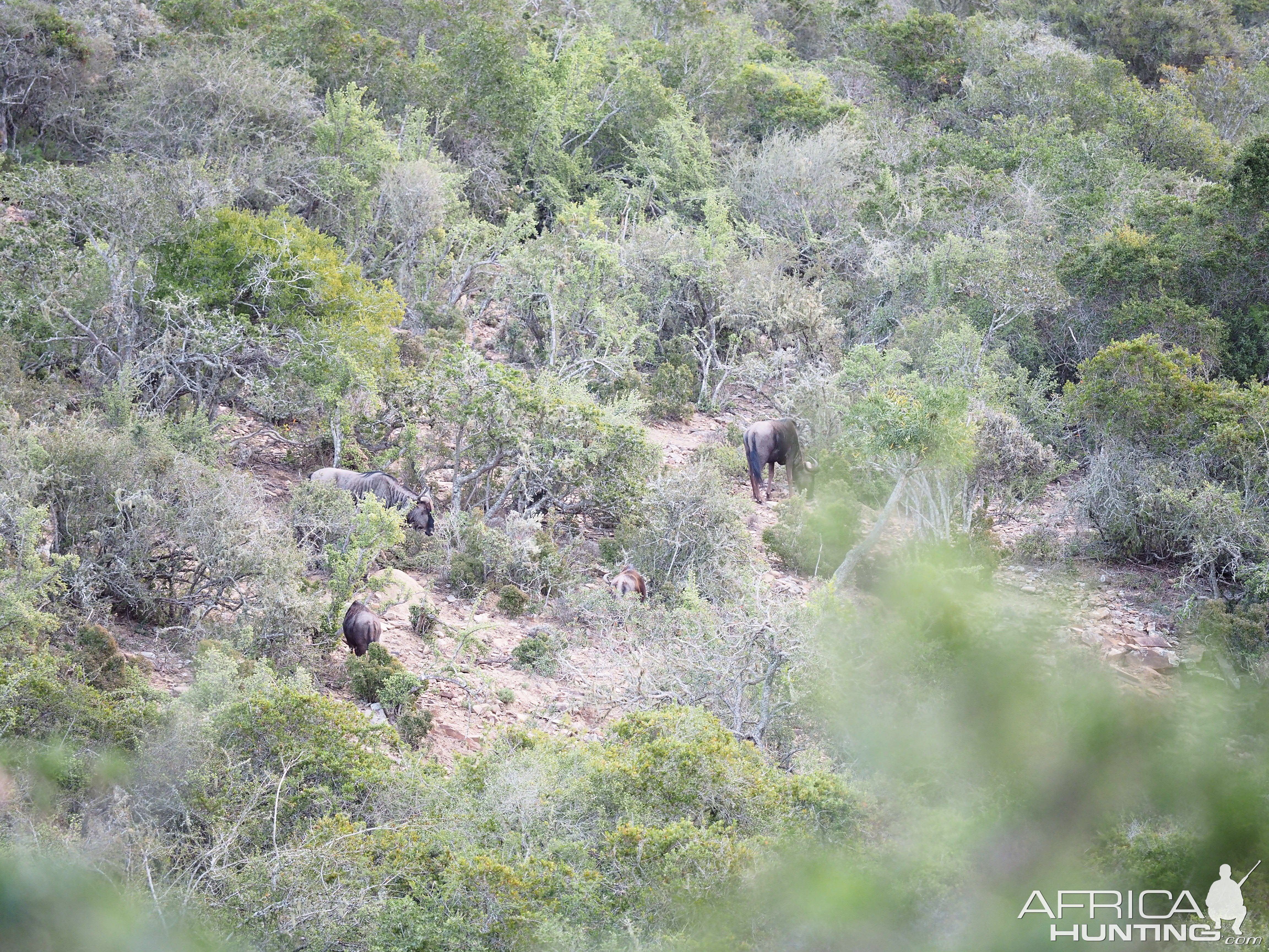 Blue Wildebeest South Africa