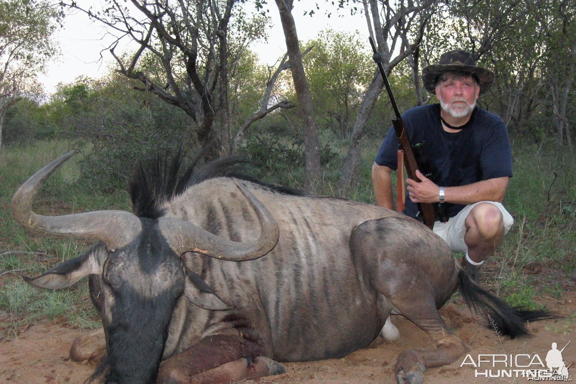 Blue Wildebeest South Africa