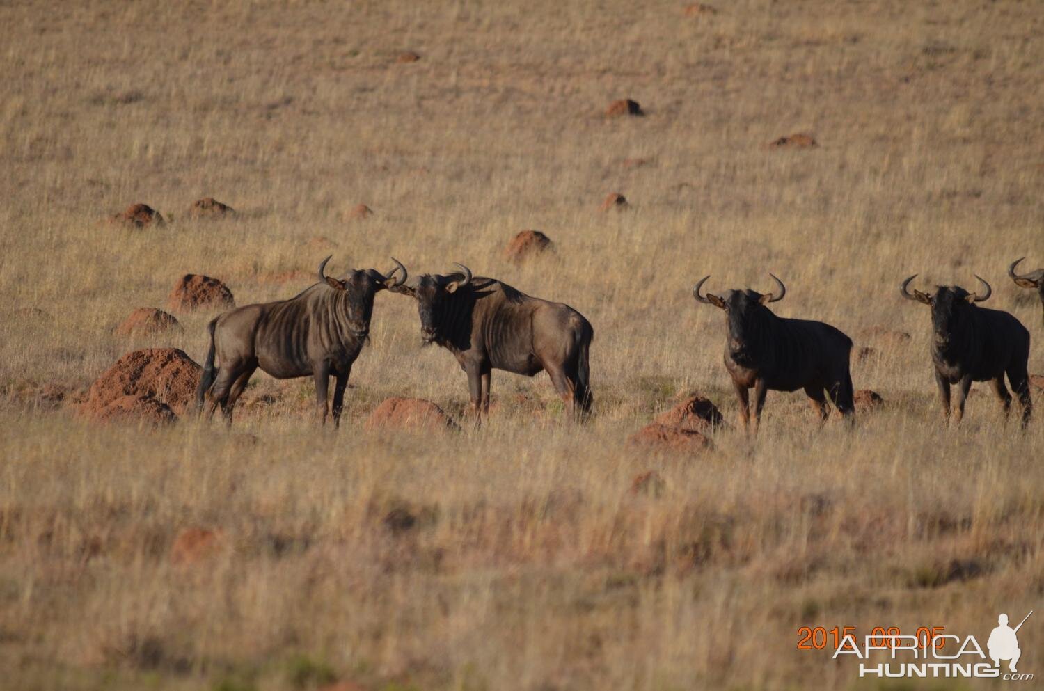 Blue Wildebeest South Africa