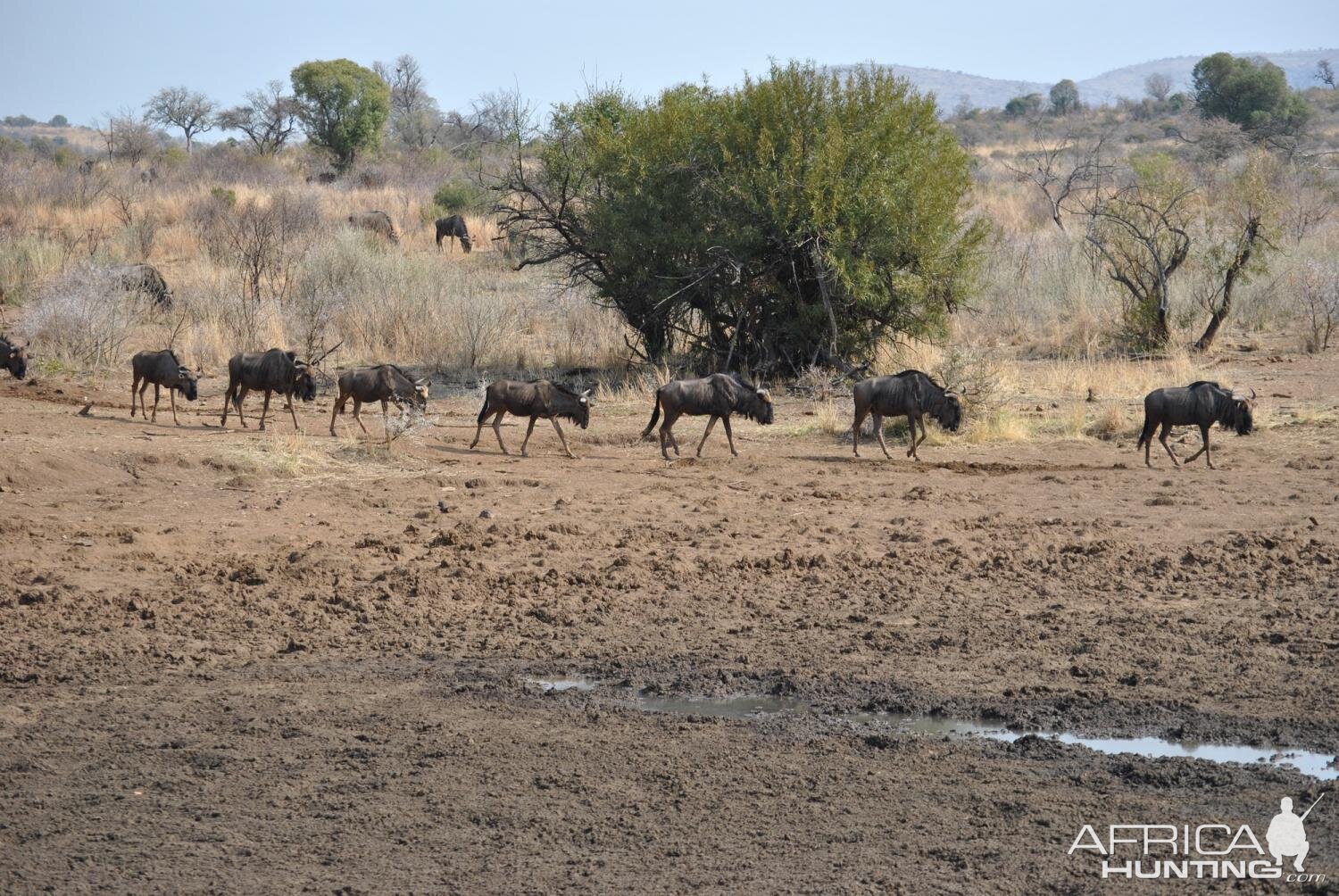 Blue Wildebeest South Africa