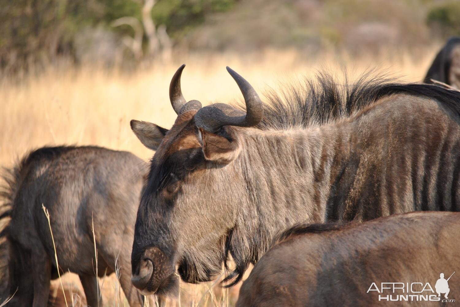 Blue Wildebeest South Africa