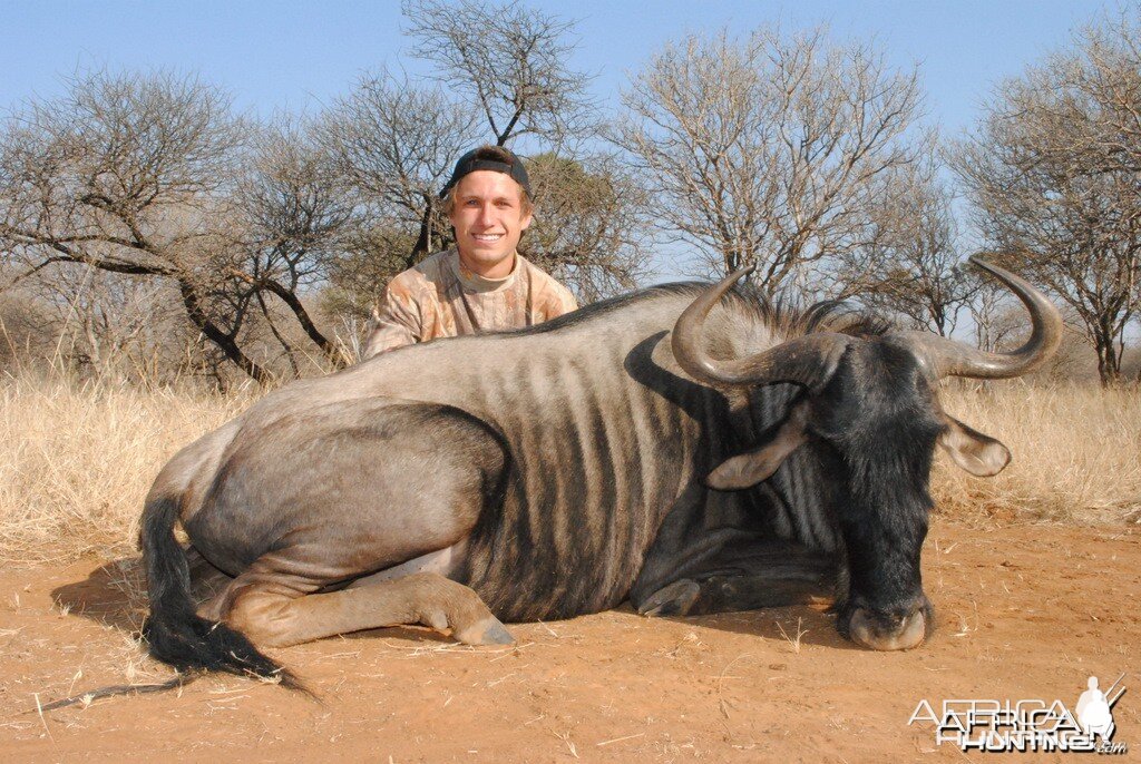 Blue Wildebeest - Spiral Horn Safaris