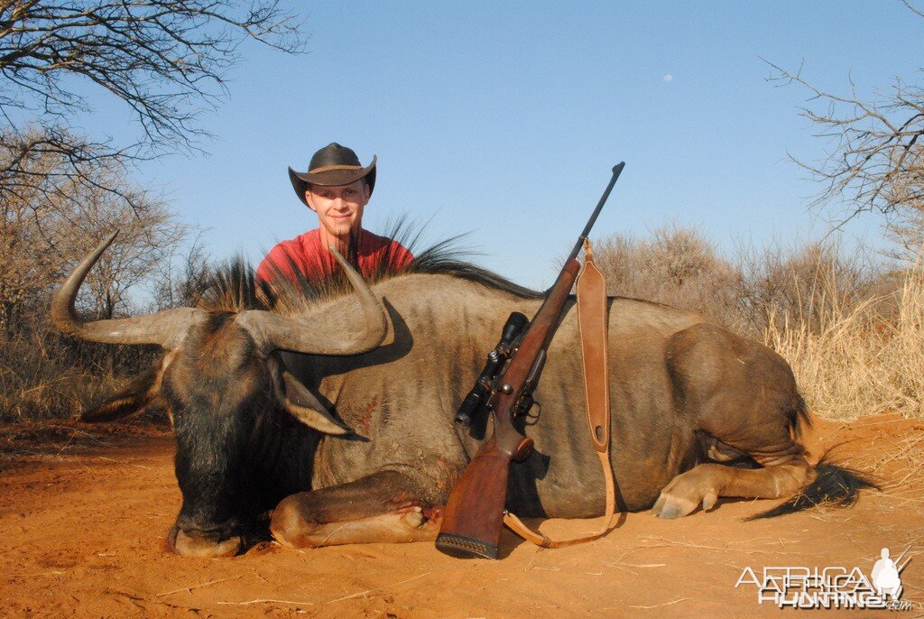 Blue Wildebeest - Spiral Horn Safaris