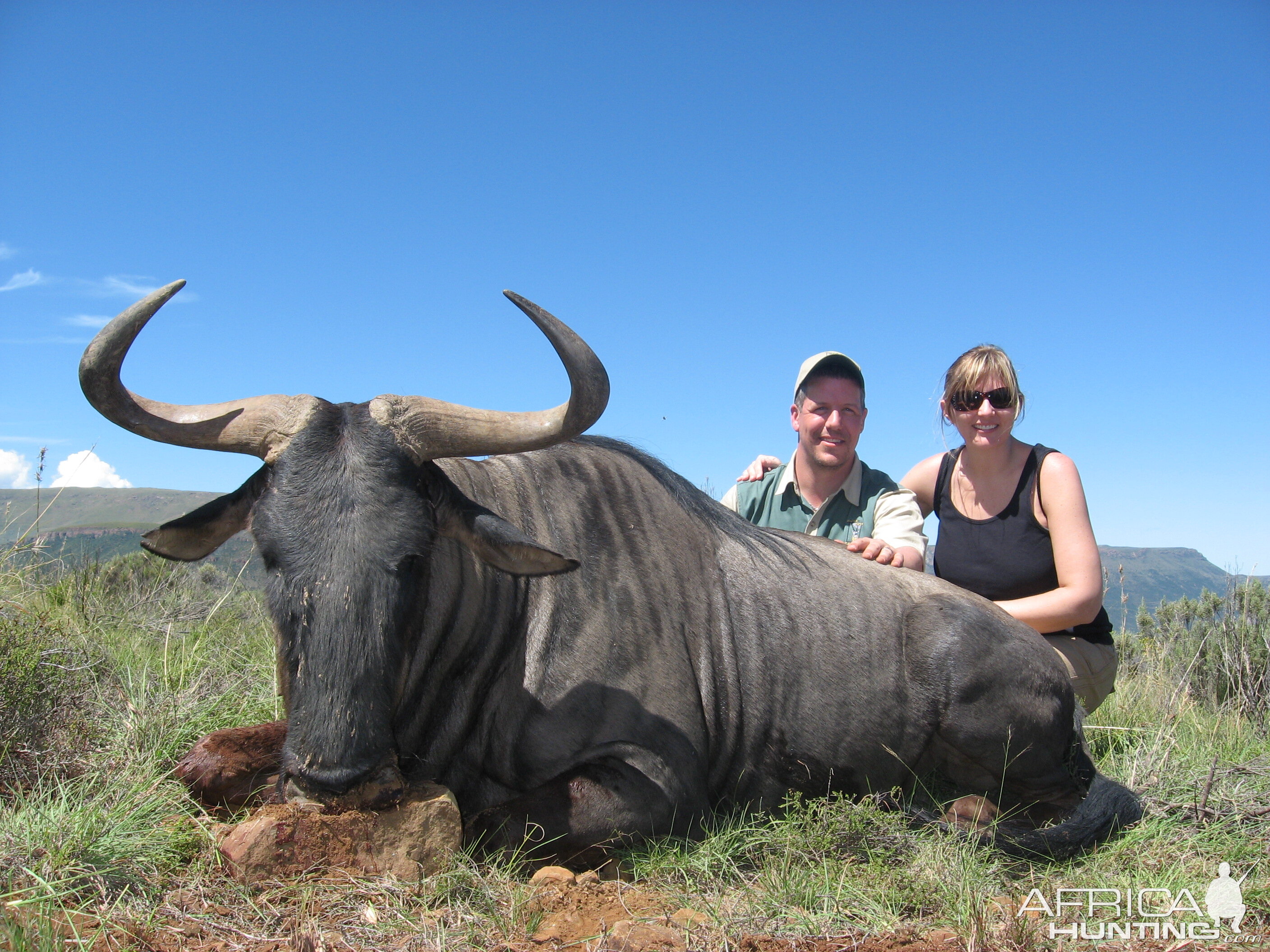 Blue Wildebeest taken with Andrew Harvey Safaris