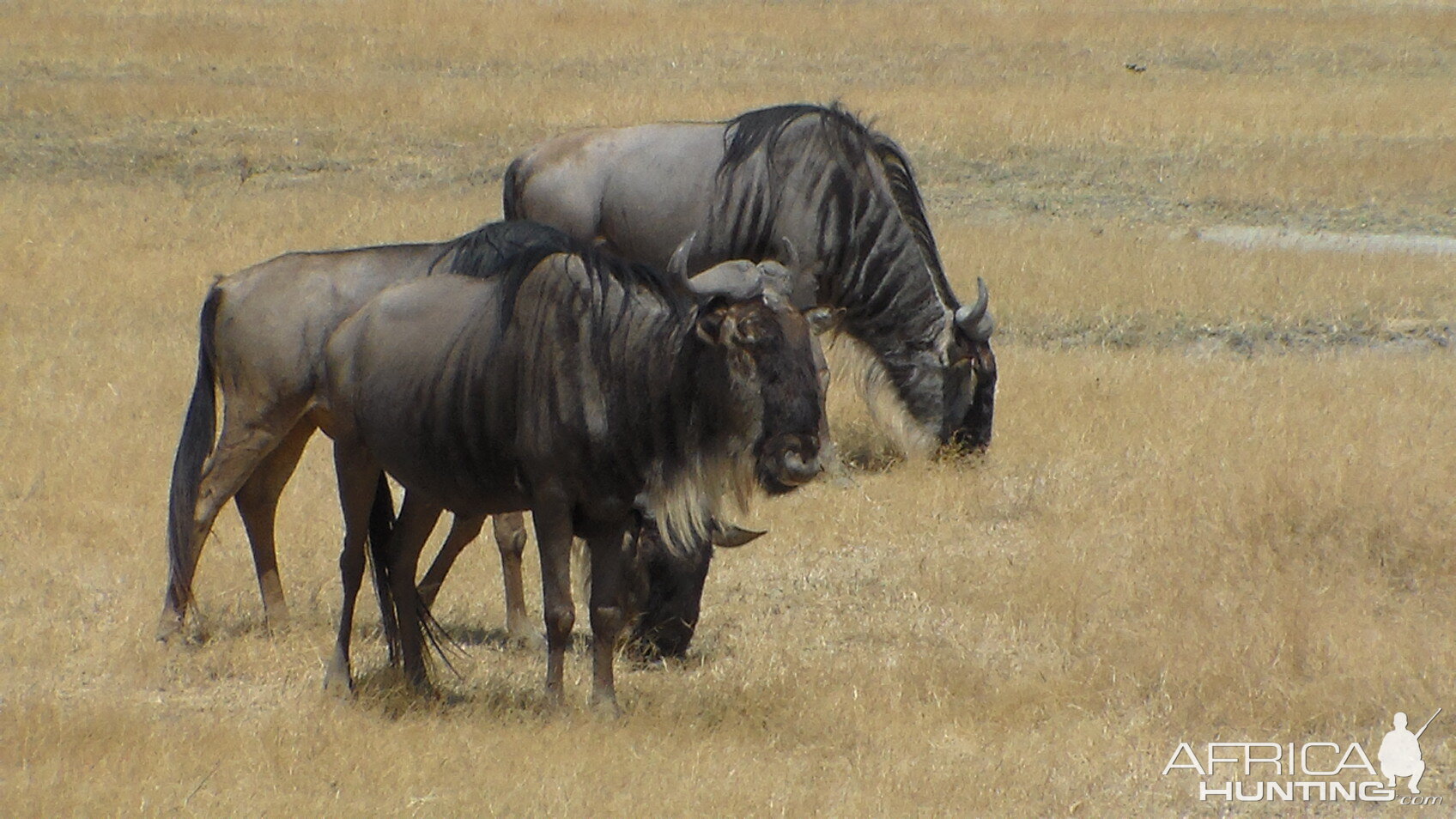 Blue Wildebeest Tanzania