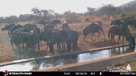 Blue Wildebeest Trail Cam Pictures South Africa