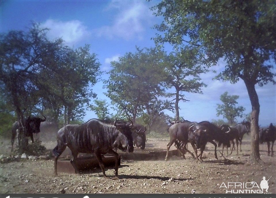 Blue Wildebeest Trail Camera South Africa