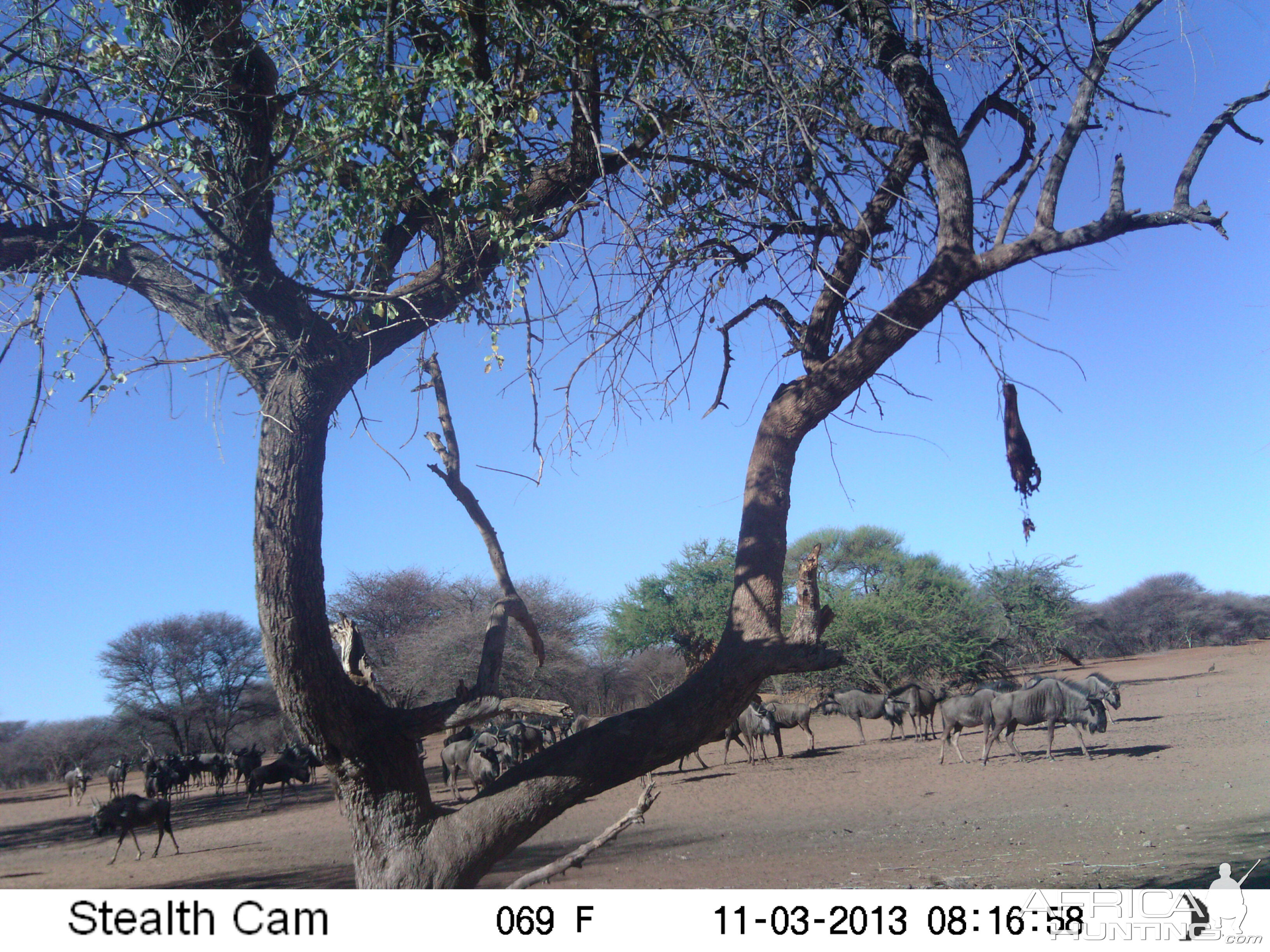 Blue Wildebeest Trail  Camera