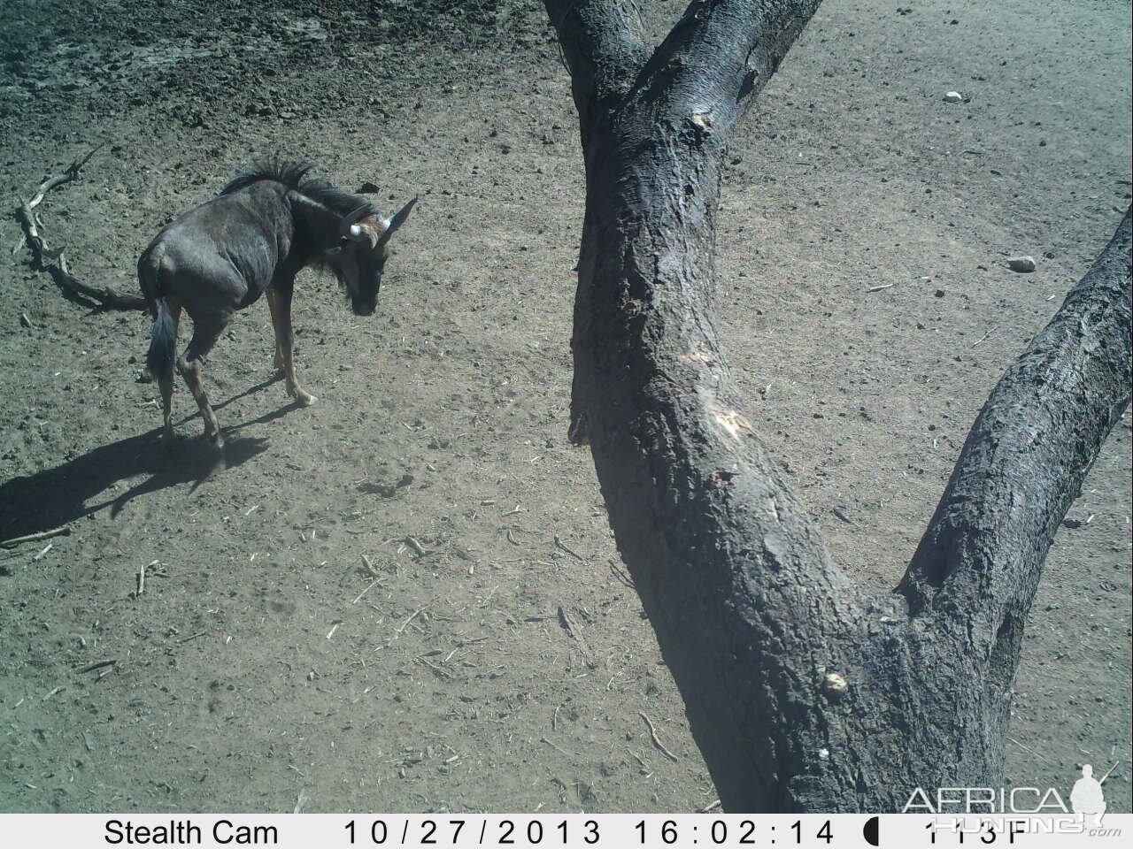 Blue Wildebeest Trail Camera