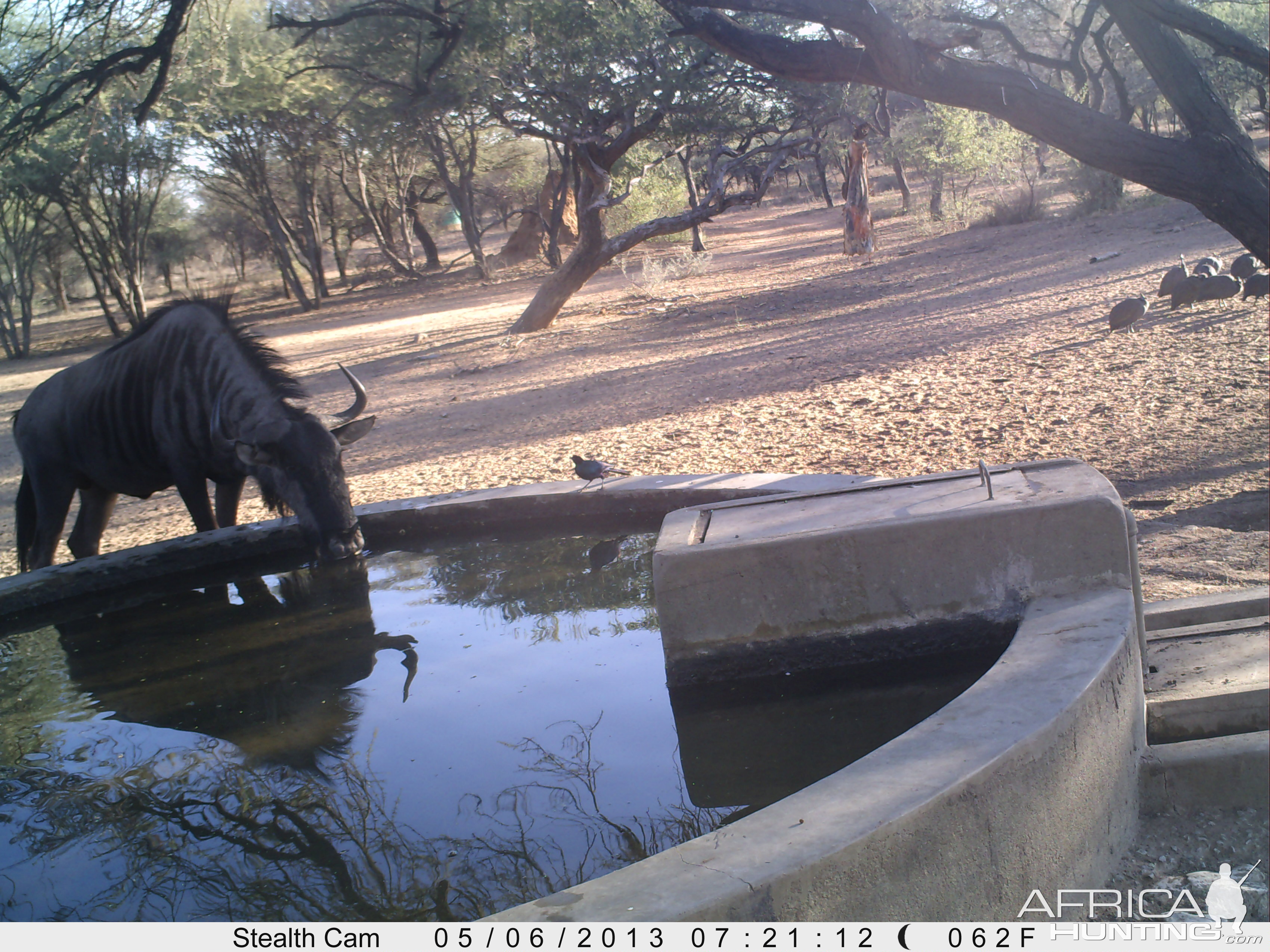 Blue Wildebeest Trail Camera