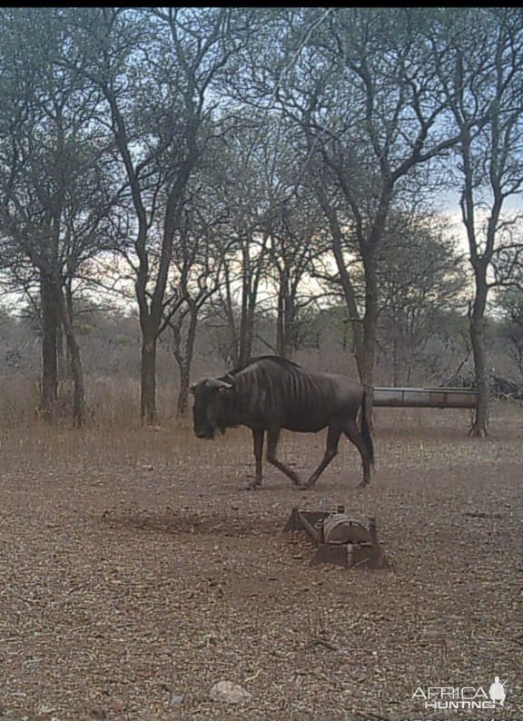 Blue Wildebeest Trial Camera