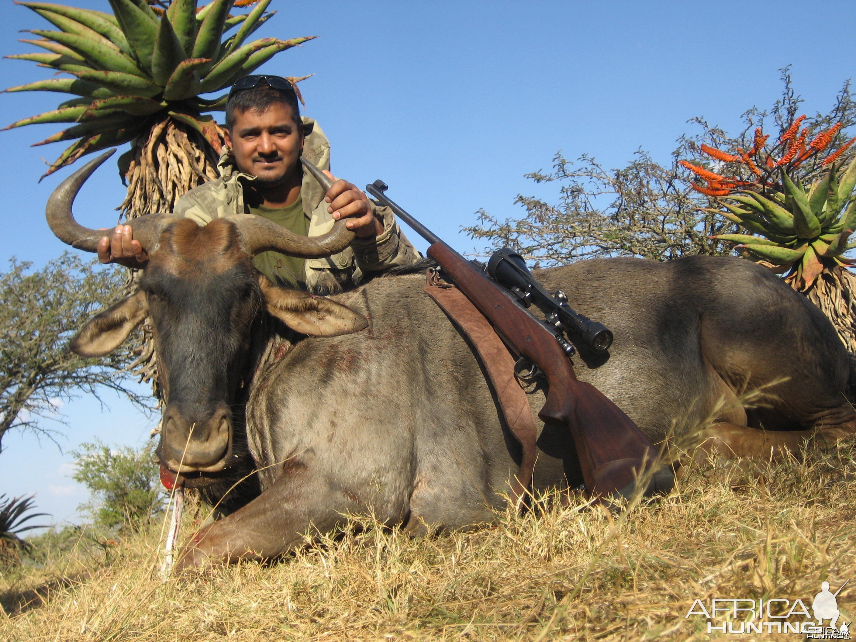 Blue Wildebeest-Vryheid Kzn