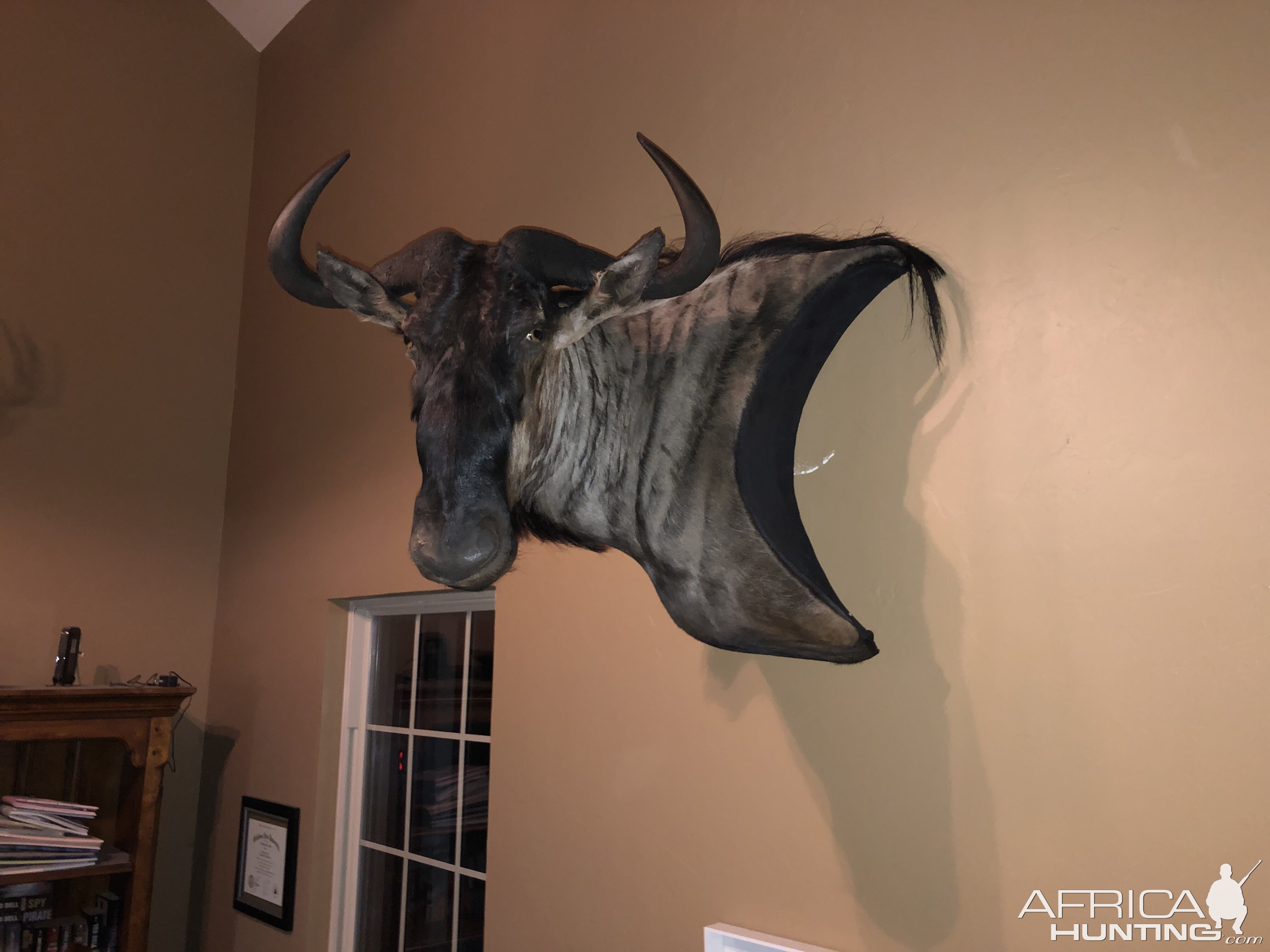 Blue Wildebeest Wall Mount Taxidermy