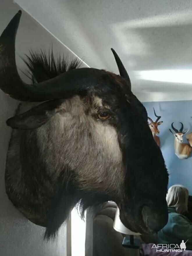 Blue Wildebeest Wall Pedestal Mount Taxidermy