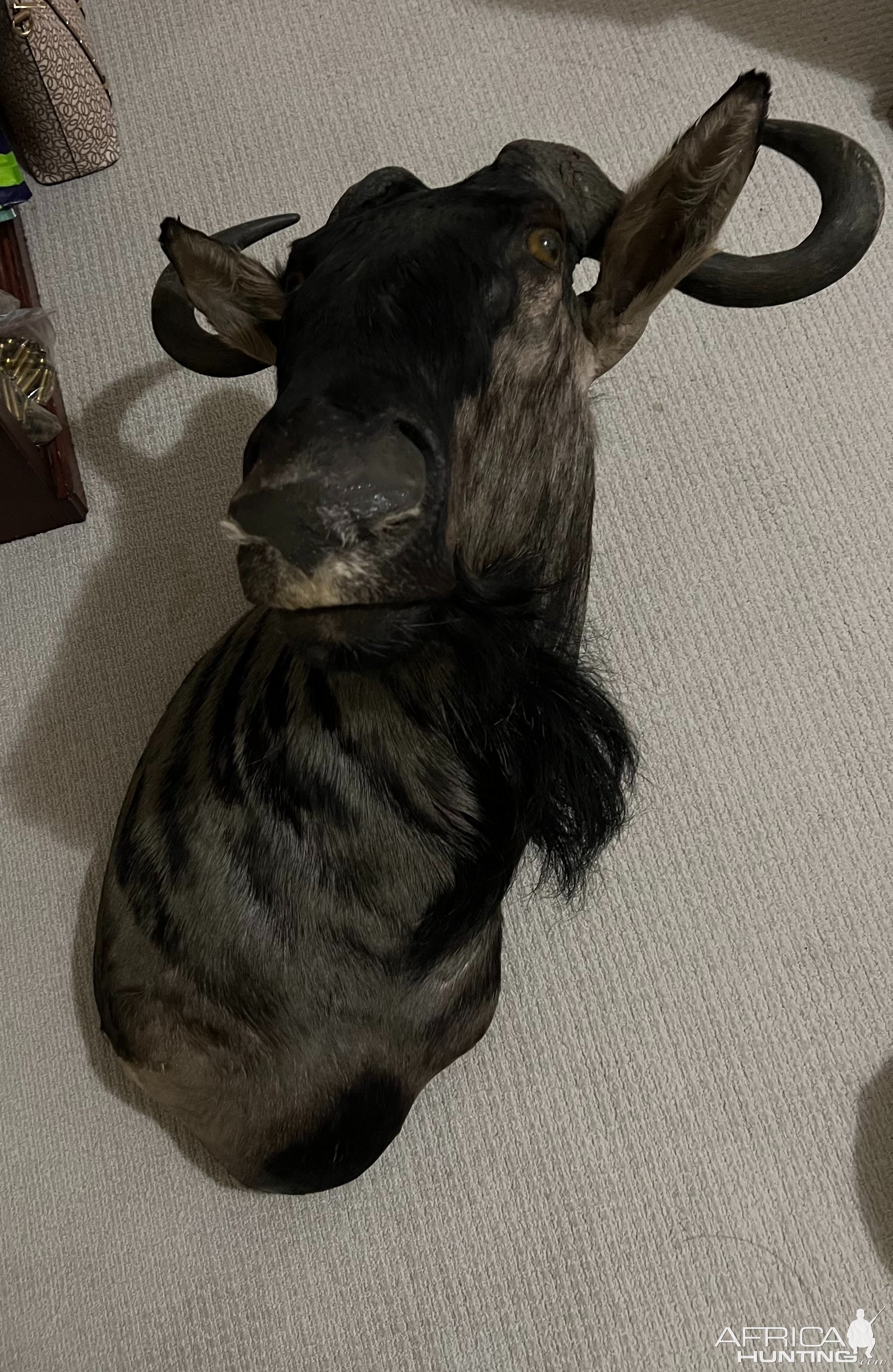 Blue Wildebeest Wall Pedestal Mount Taxidermy