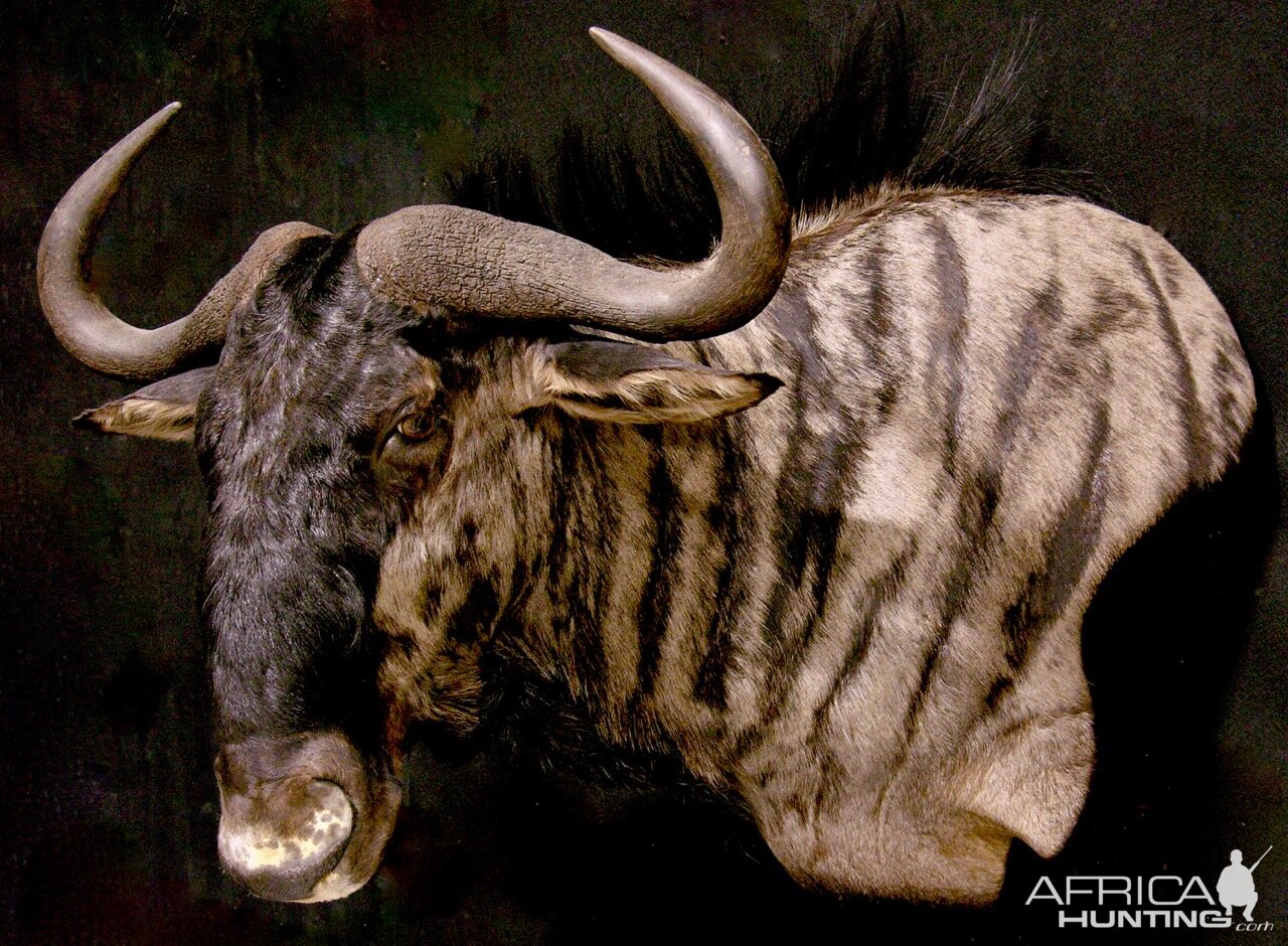 Blue Wildebeest Wall Pedestal Taxidermy