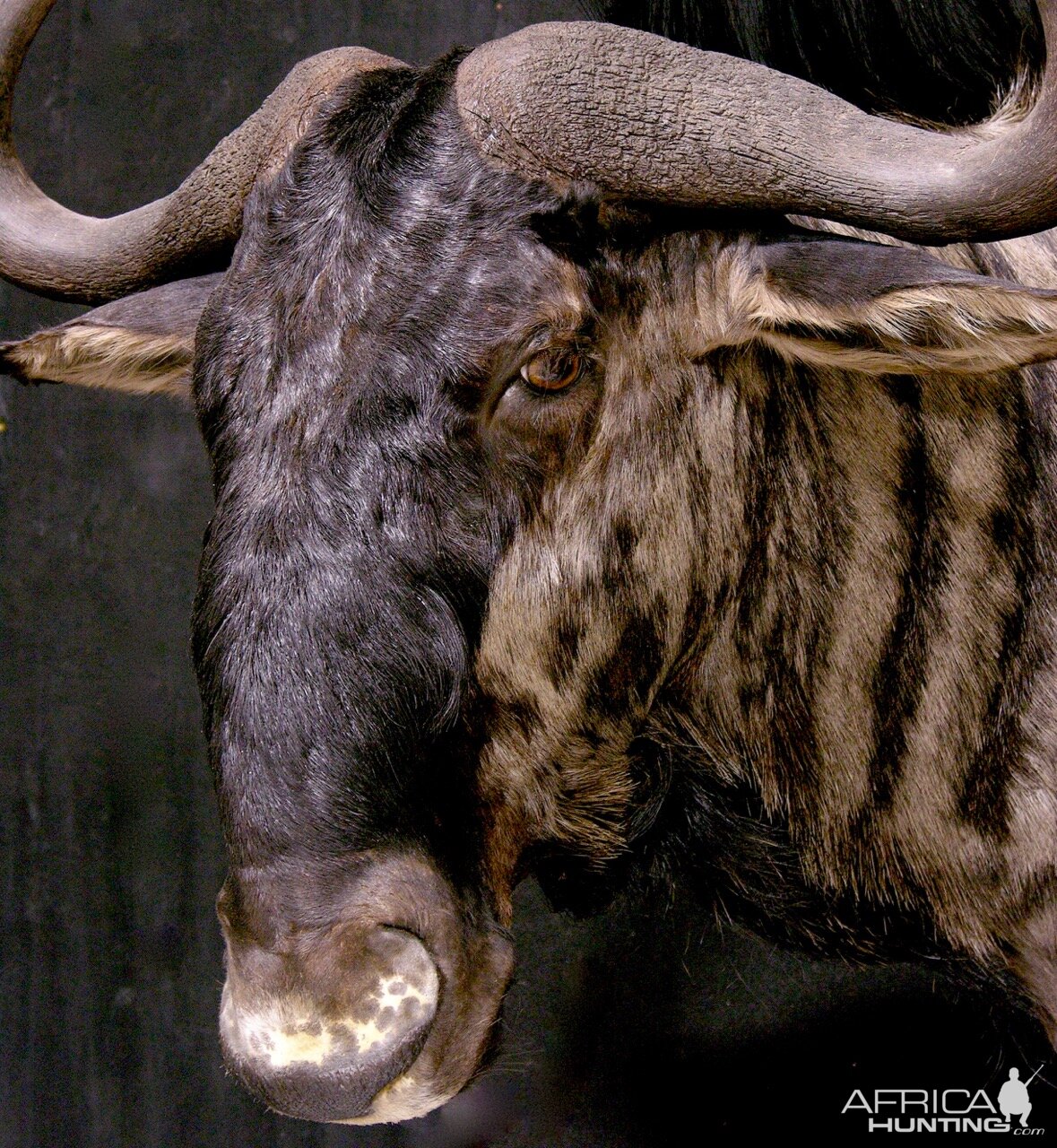 Blue Wildebeest Wall Pedestal Taxidermy