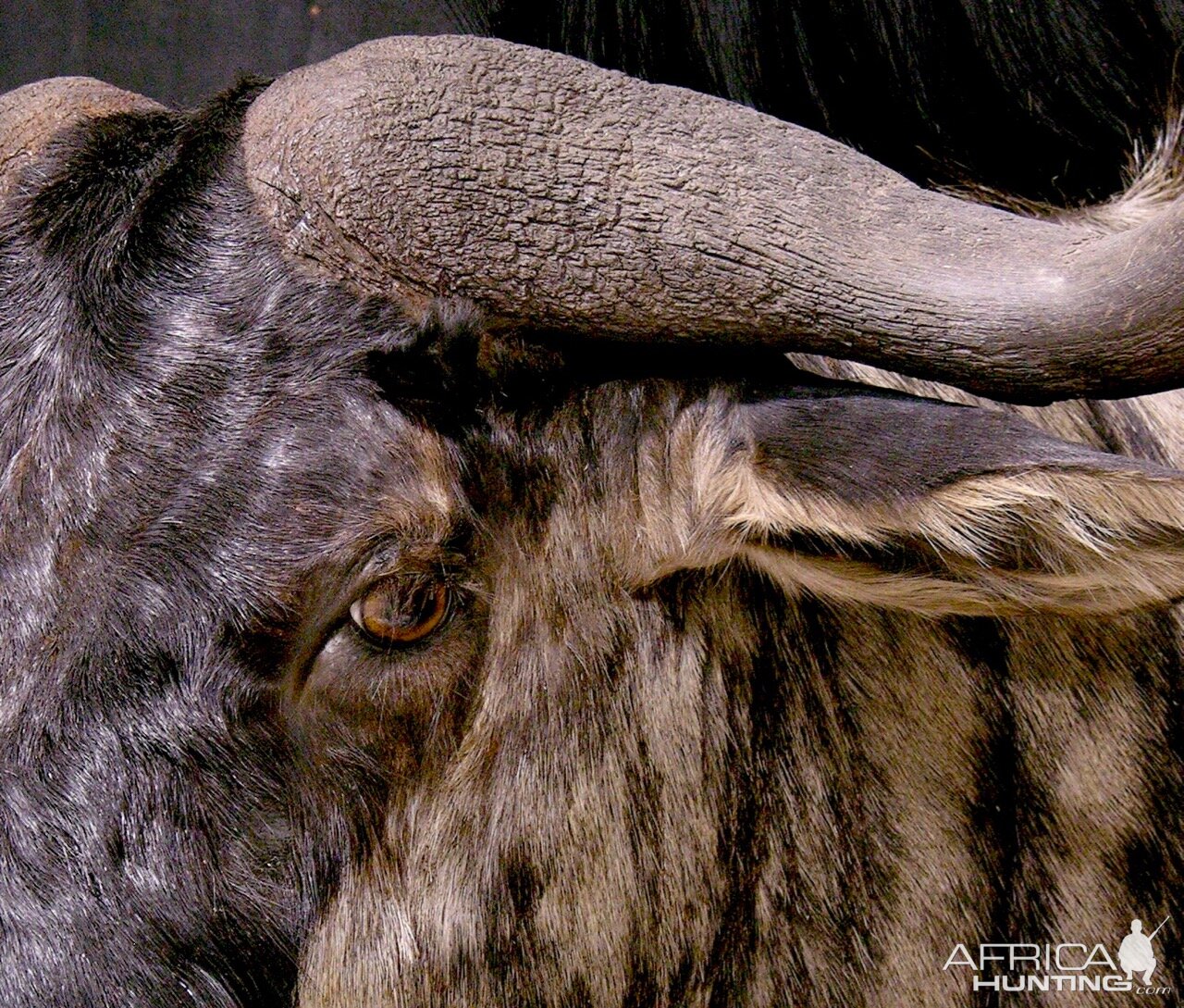 Blue Wildebeest Wall Pedestal Taxidermy