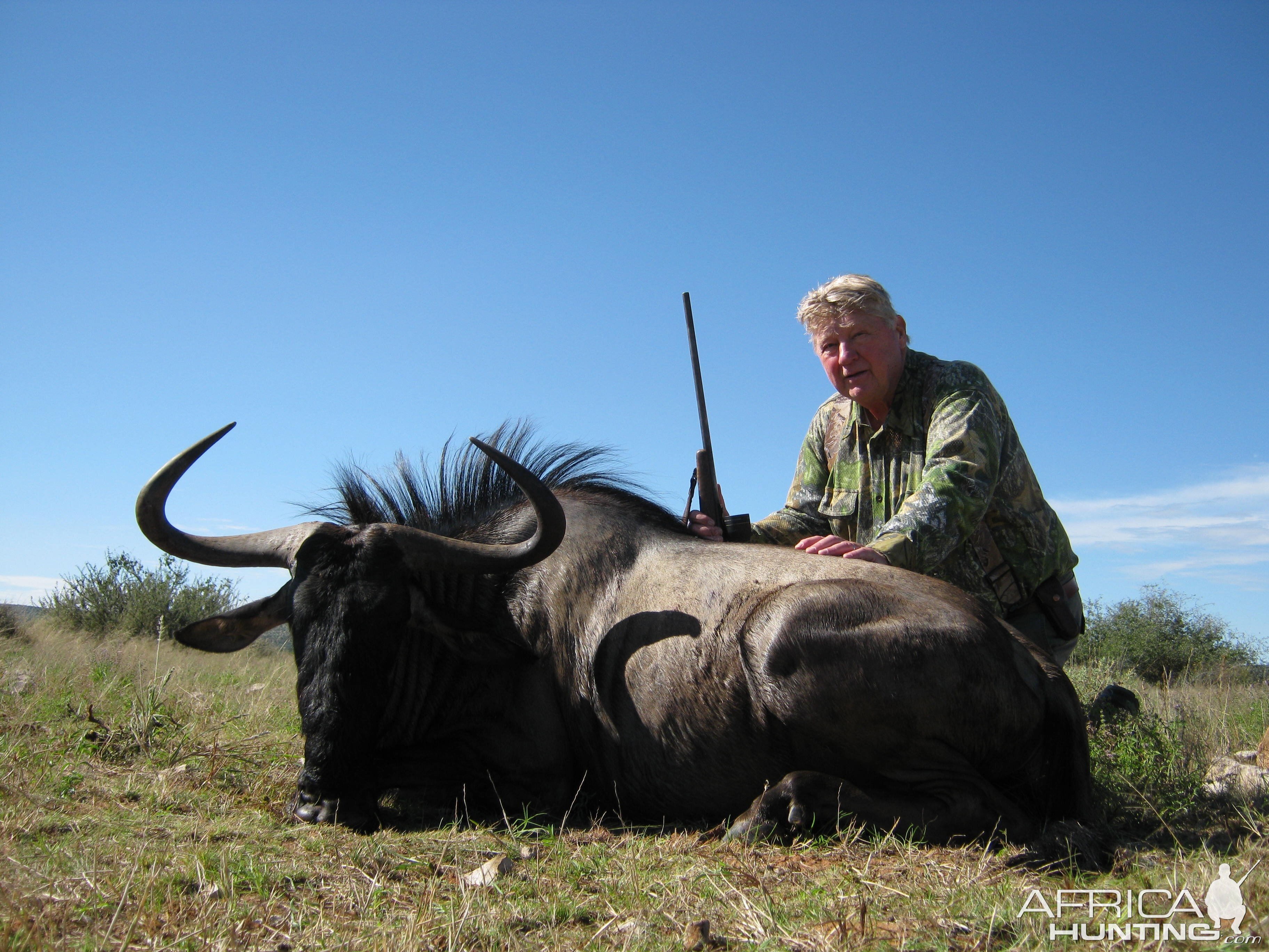 Blue wildebeest with Kowas Hunting Safaris