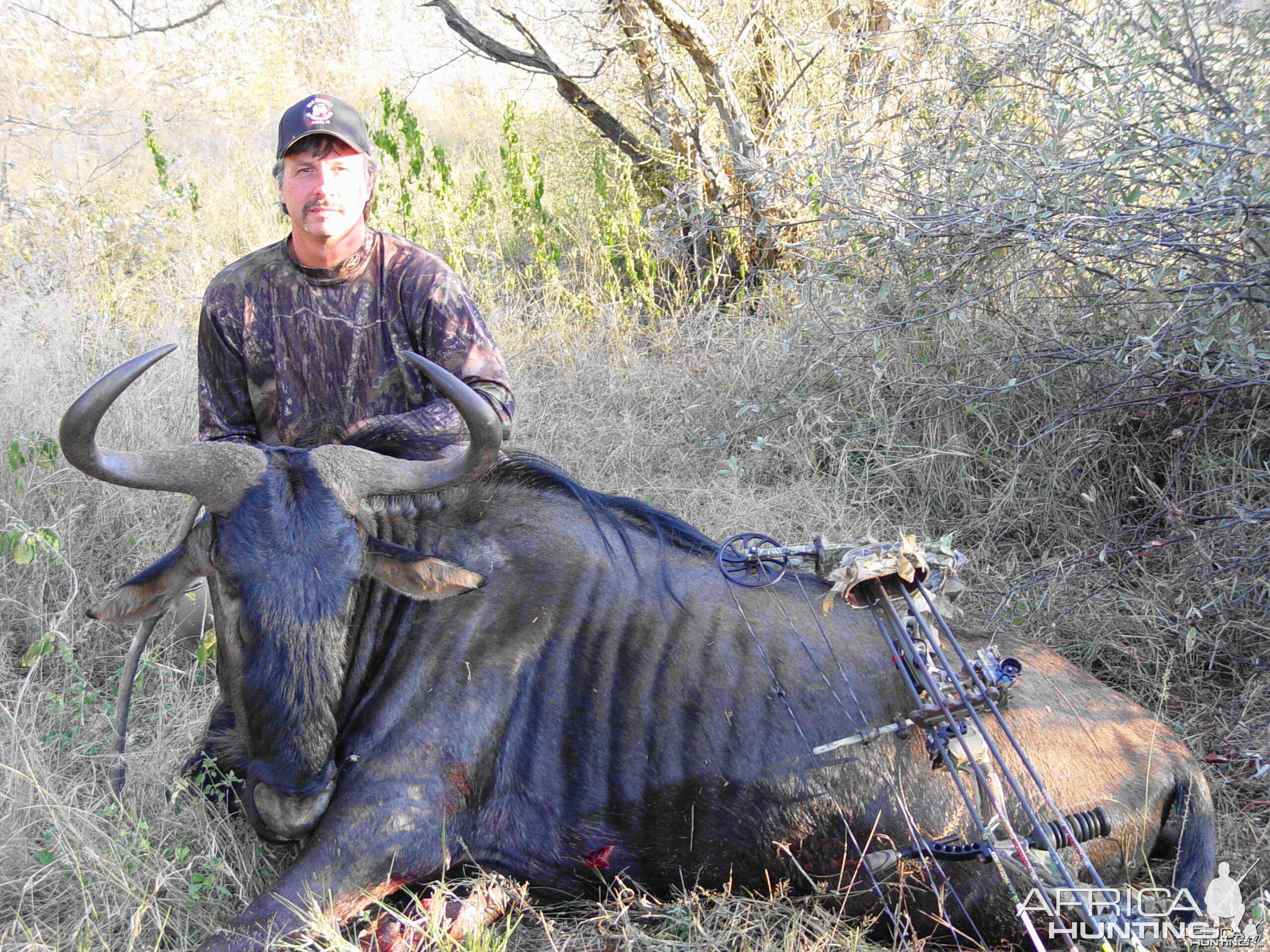 Blue Wildebeest with Limcroma Safaris