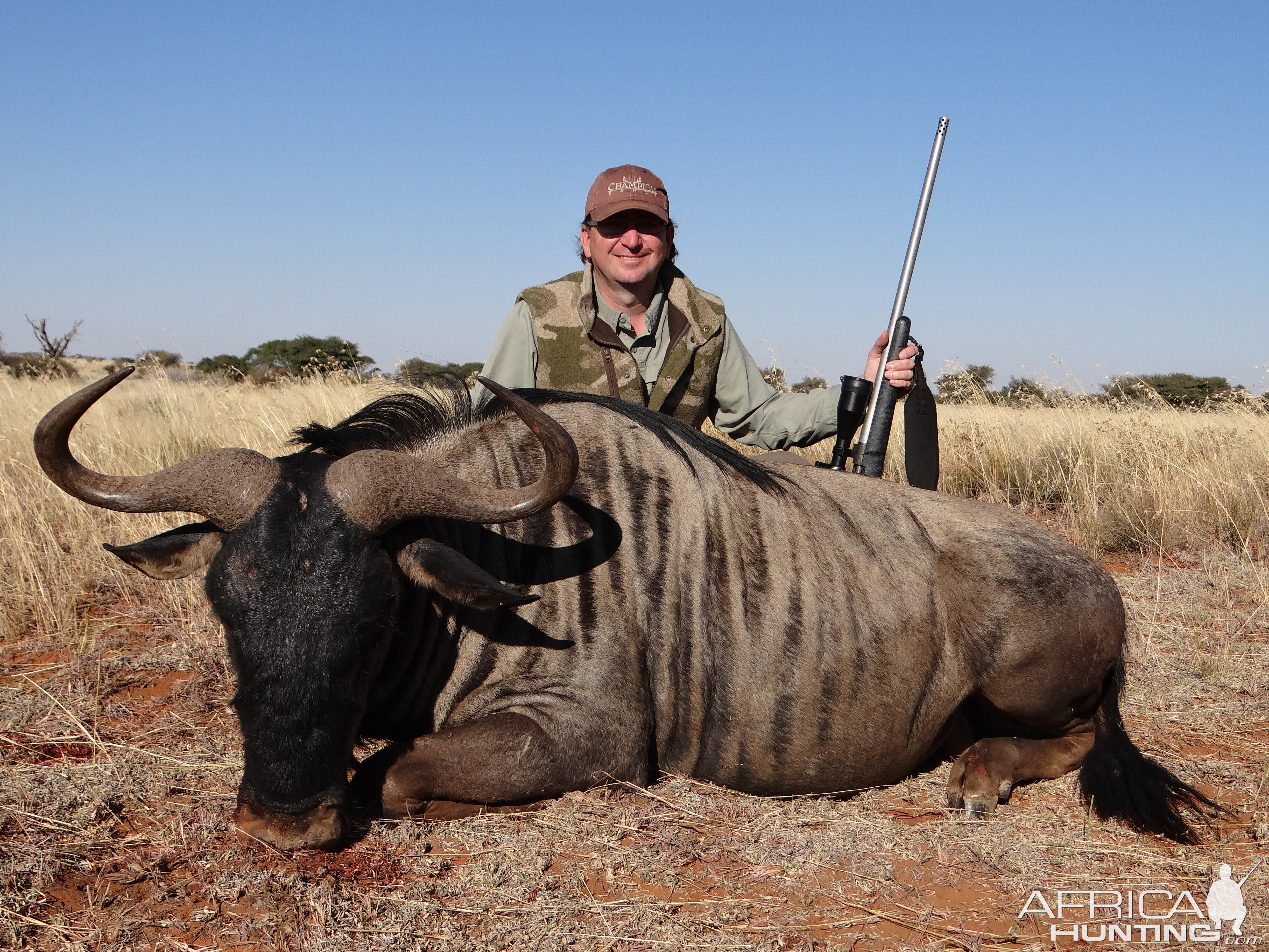 Blue Wildebeest with Limcroma Safaris