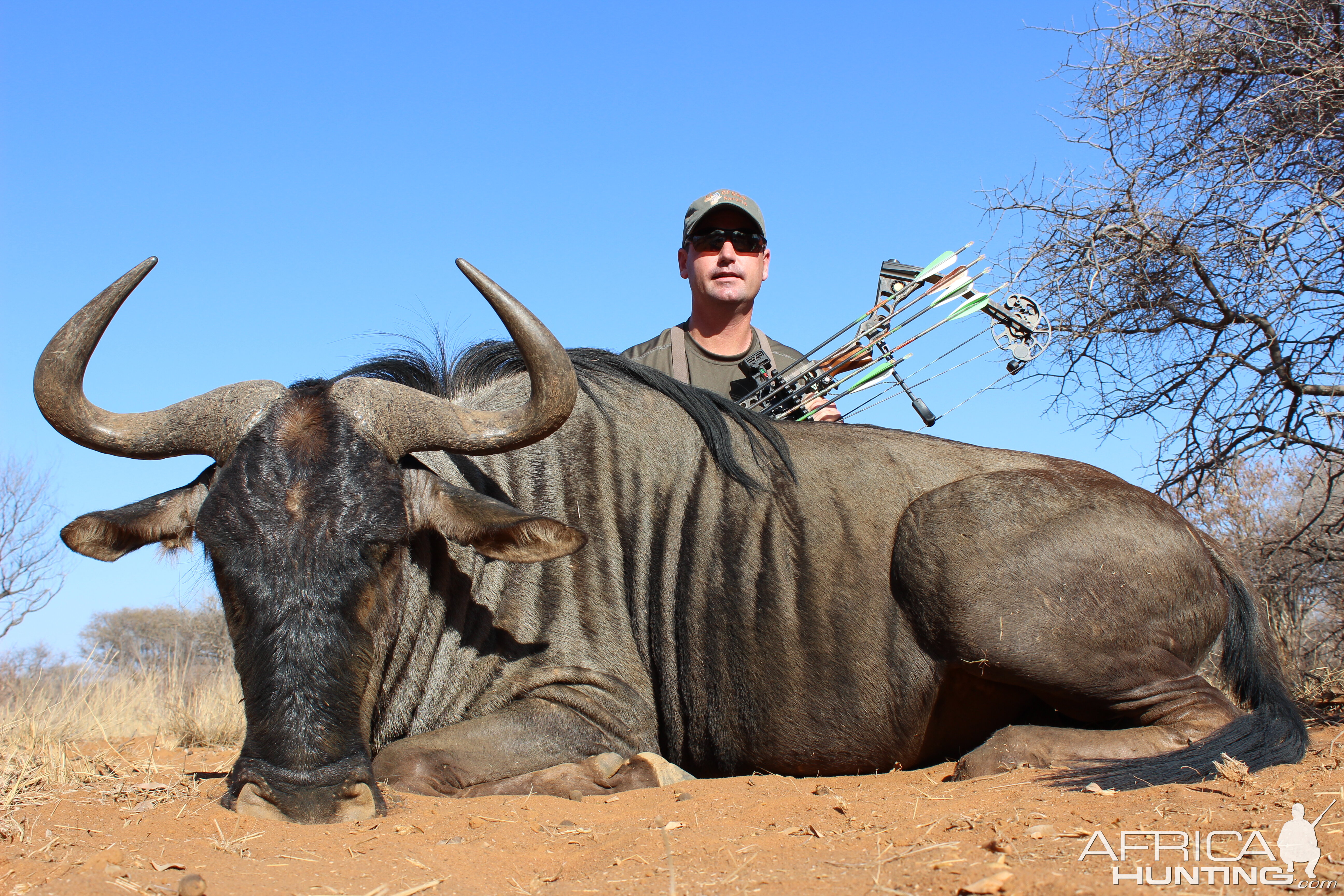 Blue Wildebeest with Limcroma Safaris