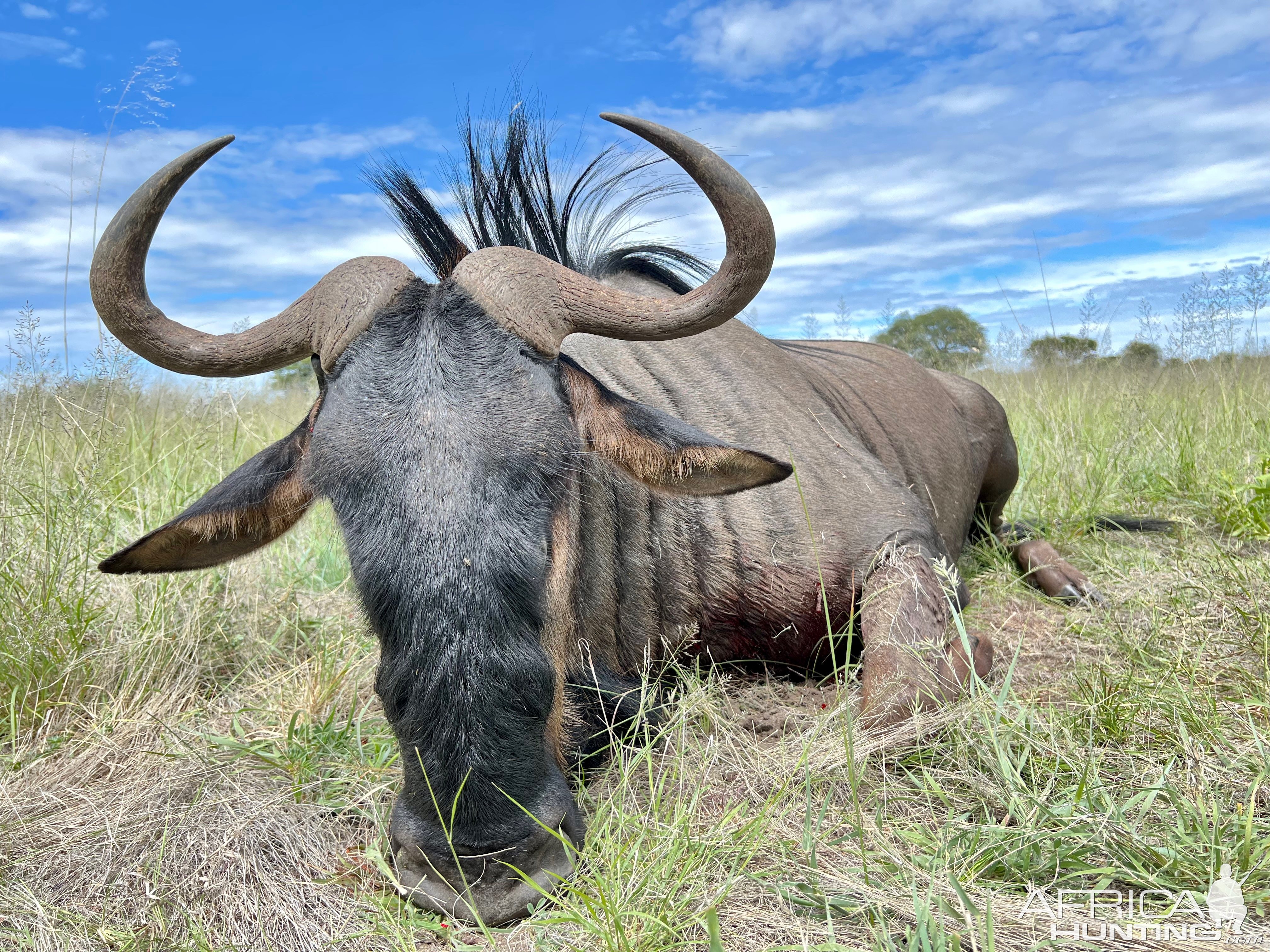 Blue Wildebeest with Zana Botes Safari