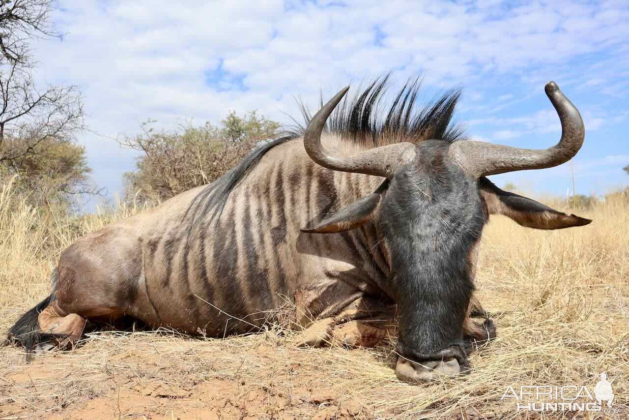 Blue Wildebeest with Zana Botes Safari