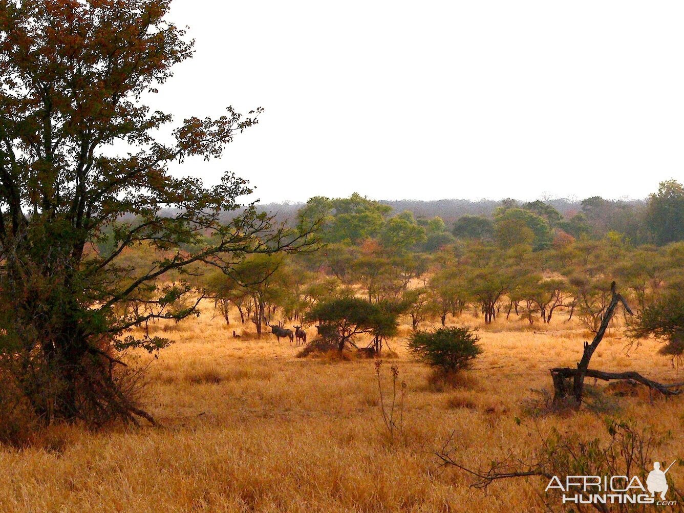 Blue Wildebeest Zimbabwe