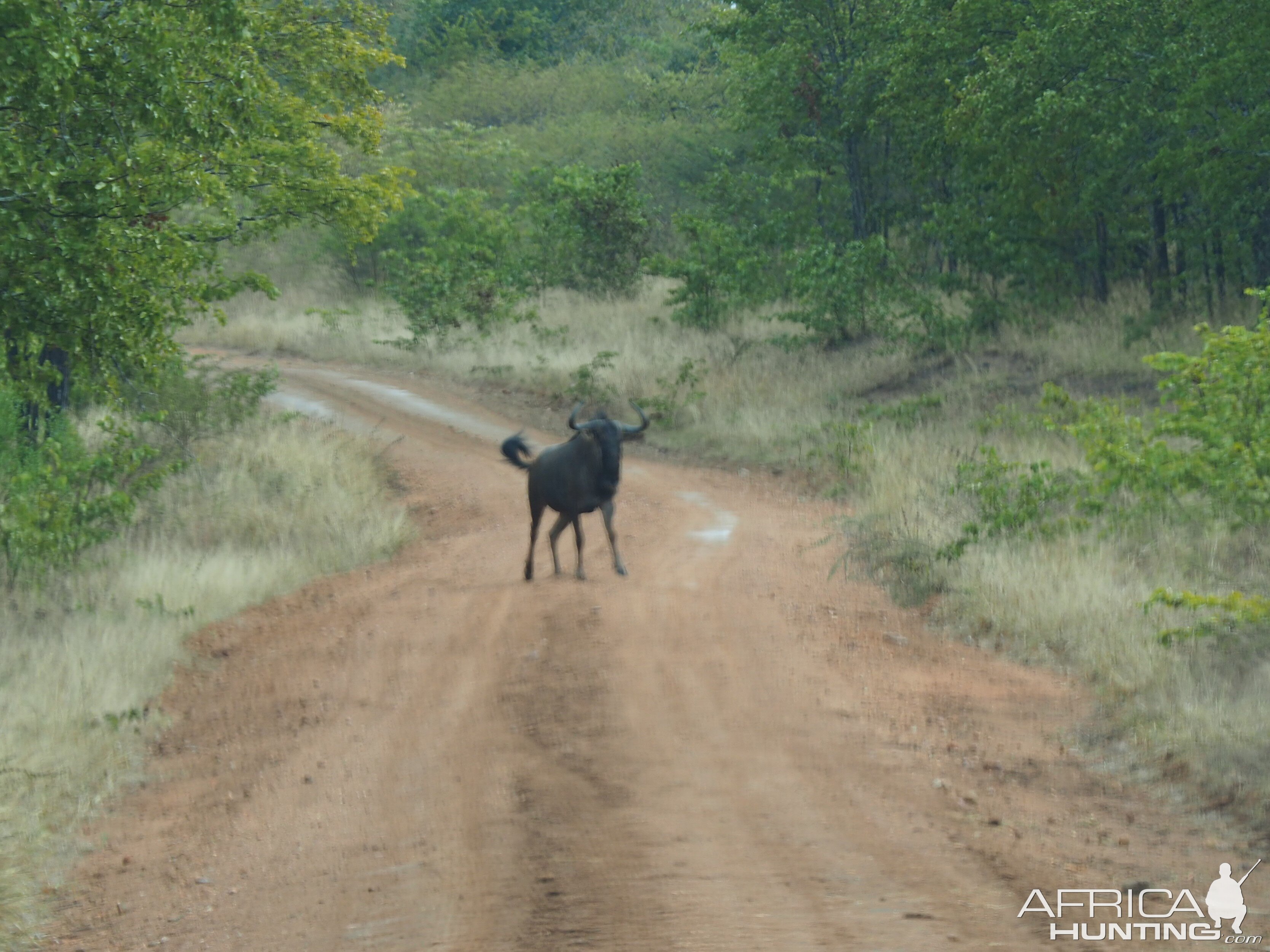 Blue Wildebeest Zimbabwe