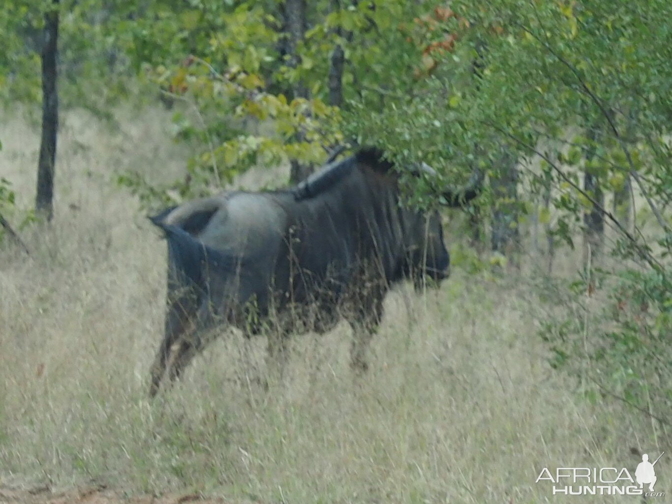 Blue Wildebeest Zimbabwe