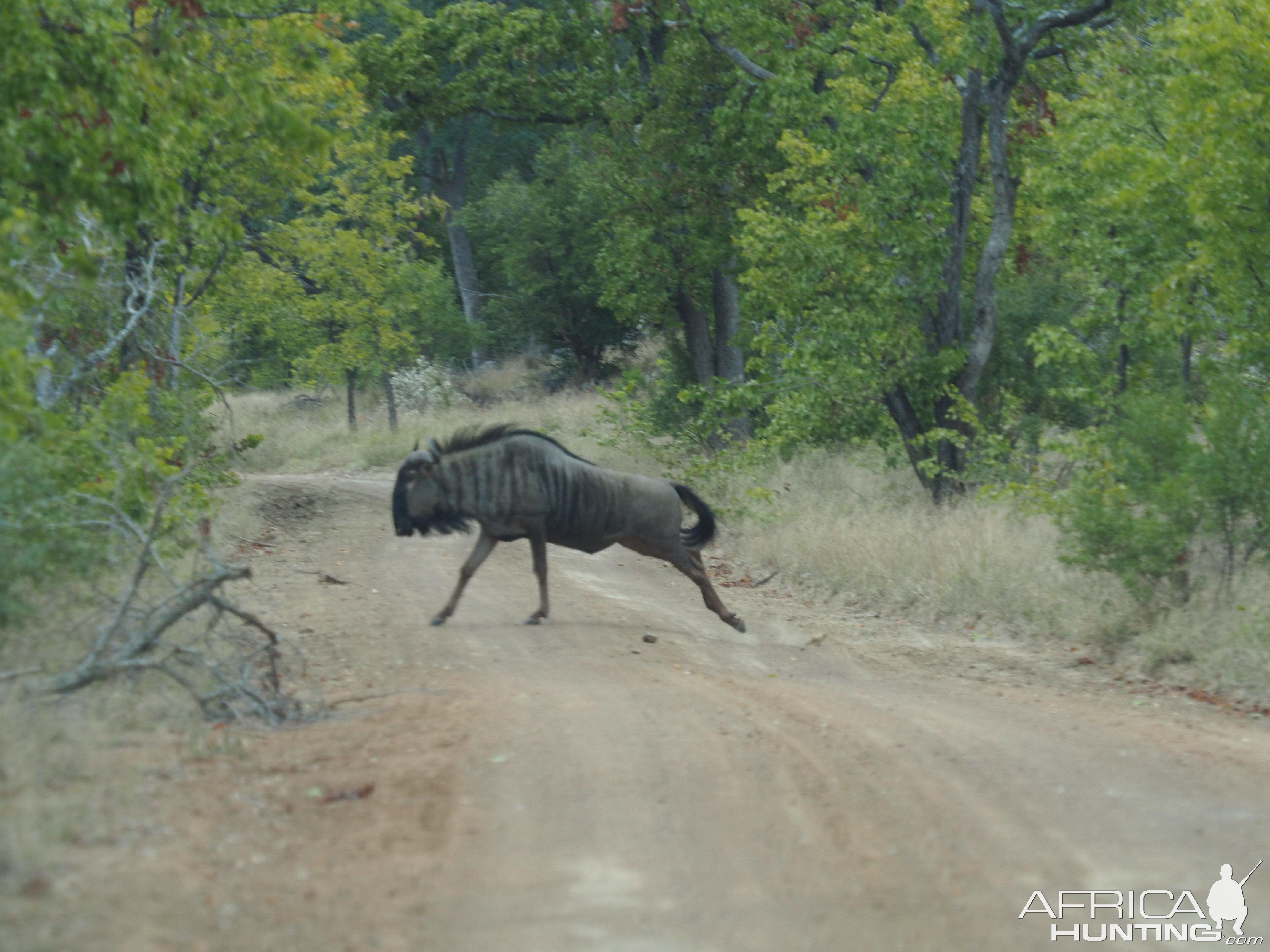 Blue Wildebeest Zimbabwe