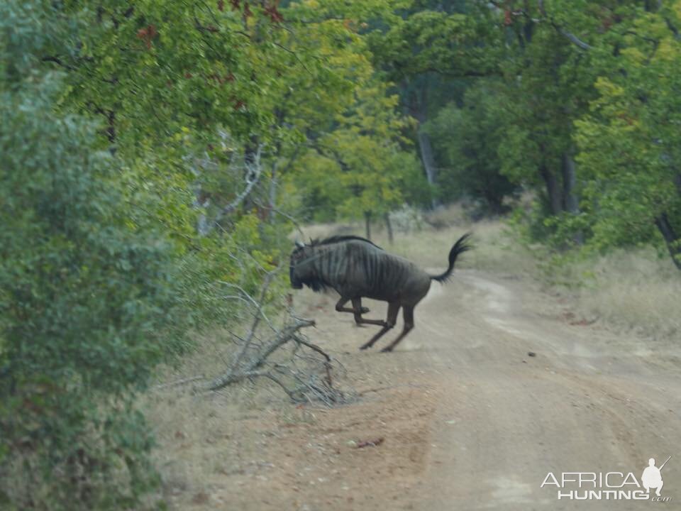 Blue Wildebeest Zimbabwe